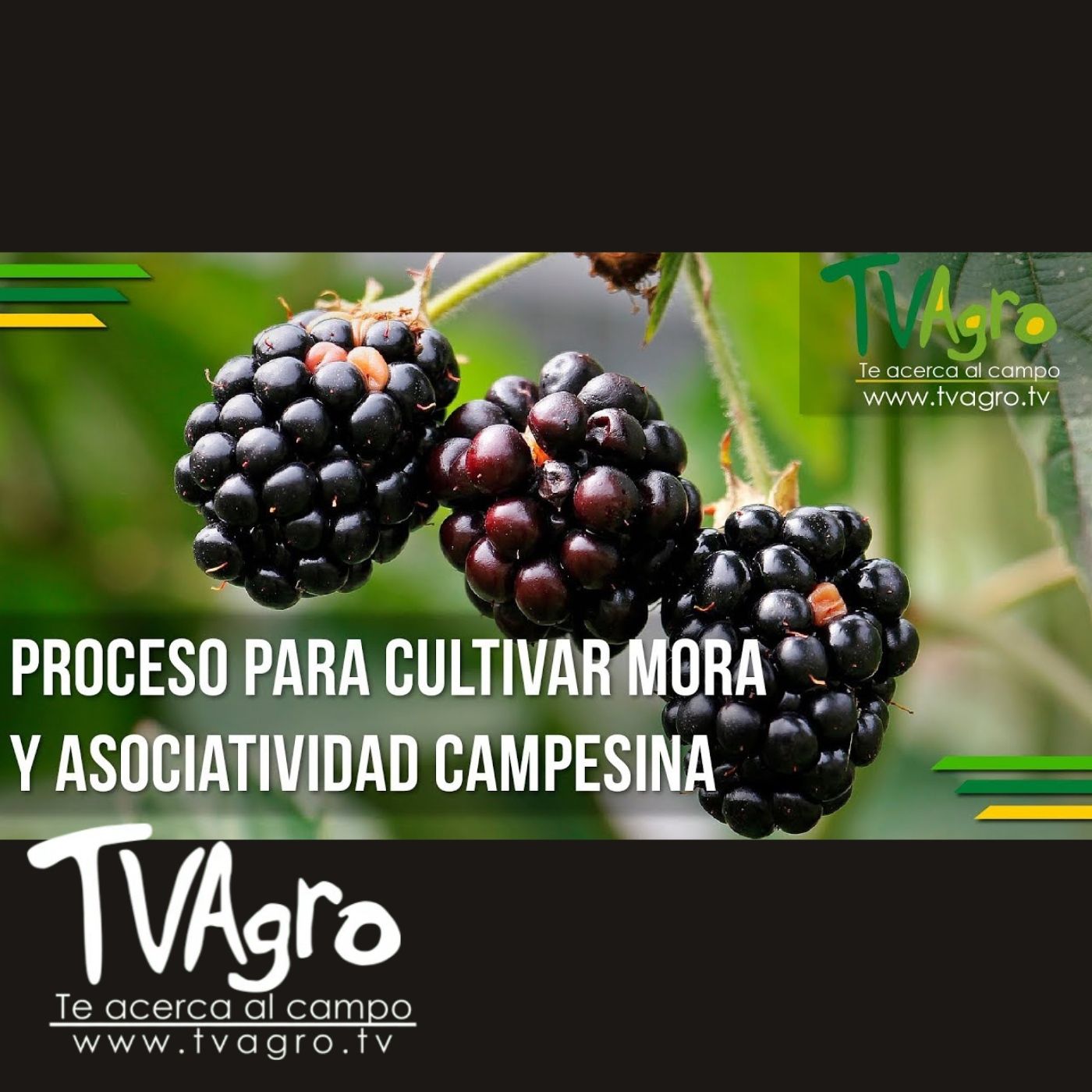 TV AGRO