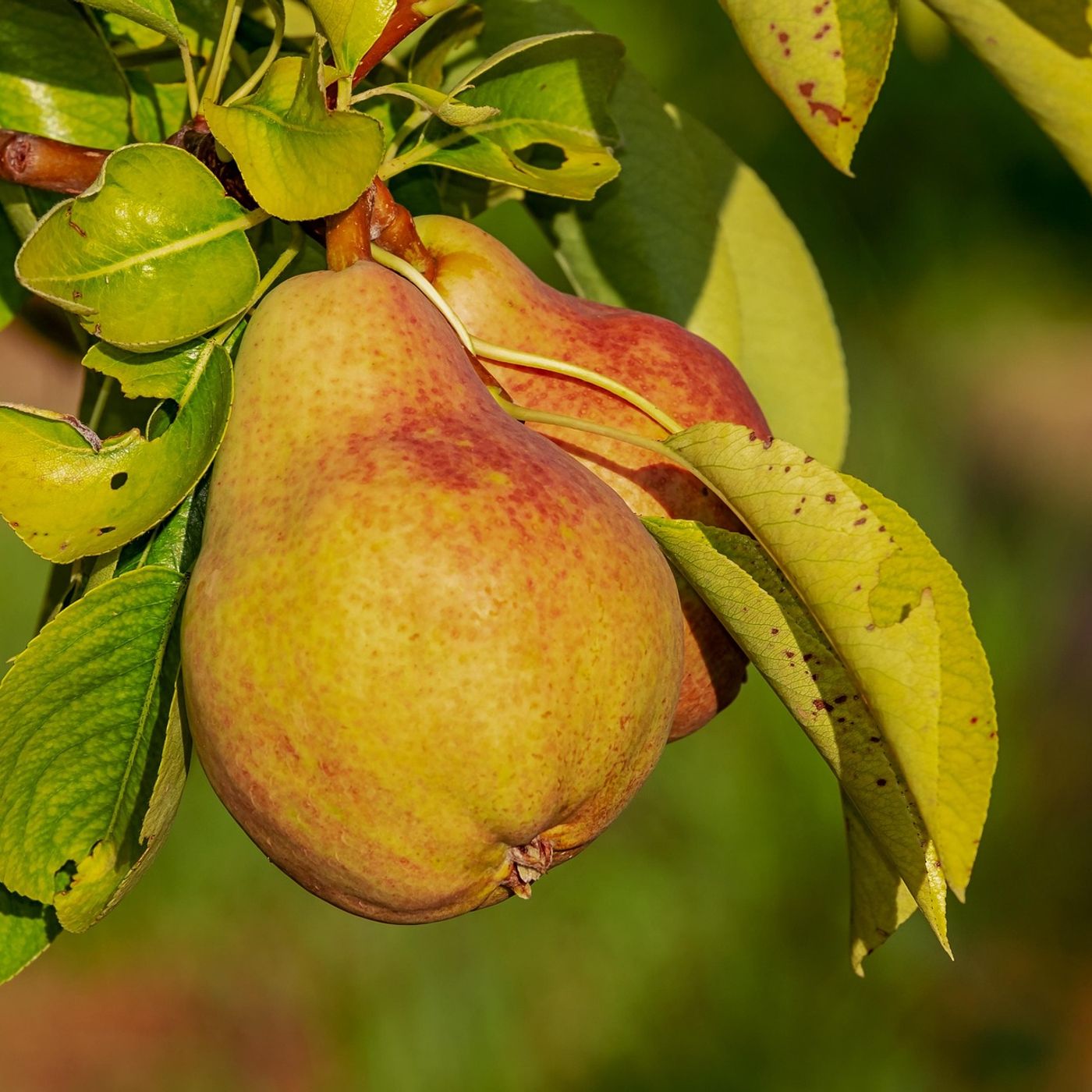 L\'alimentazione by Elisabetta