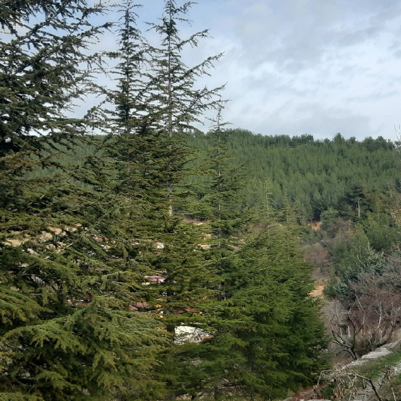 Şiir