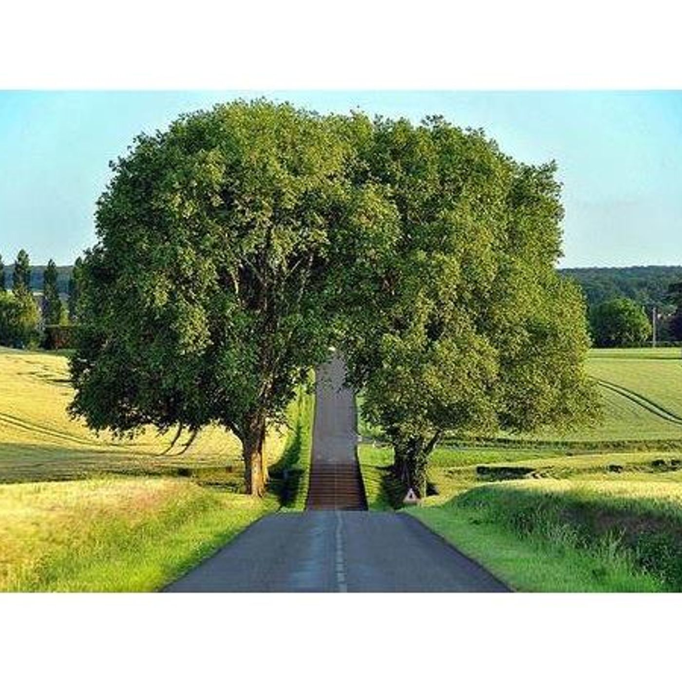 Planet Green Trees