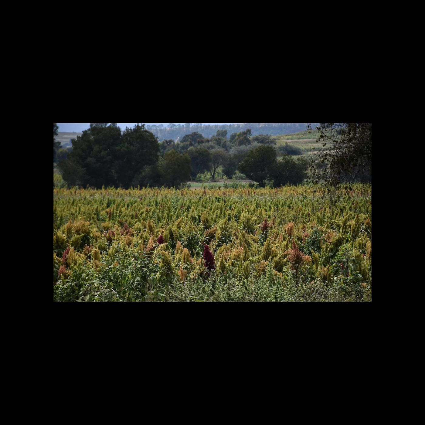 🌾 GESTIONA CUAPIAXTLA INCLUSIÓN DE AMARANTO EN PROGRAMAS ALIMENTARIOS FEDERALES 🇲🇽 🌾 GESTIONA CUAPIAXTLA INCLUSIÓN DE AMARANTO EN PROGRAMAS ALIMENTARIOS FEDERALES 🇲🇽