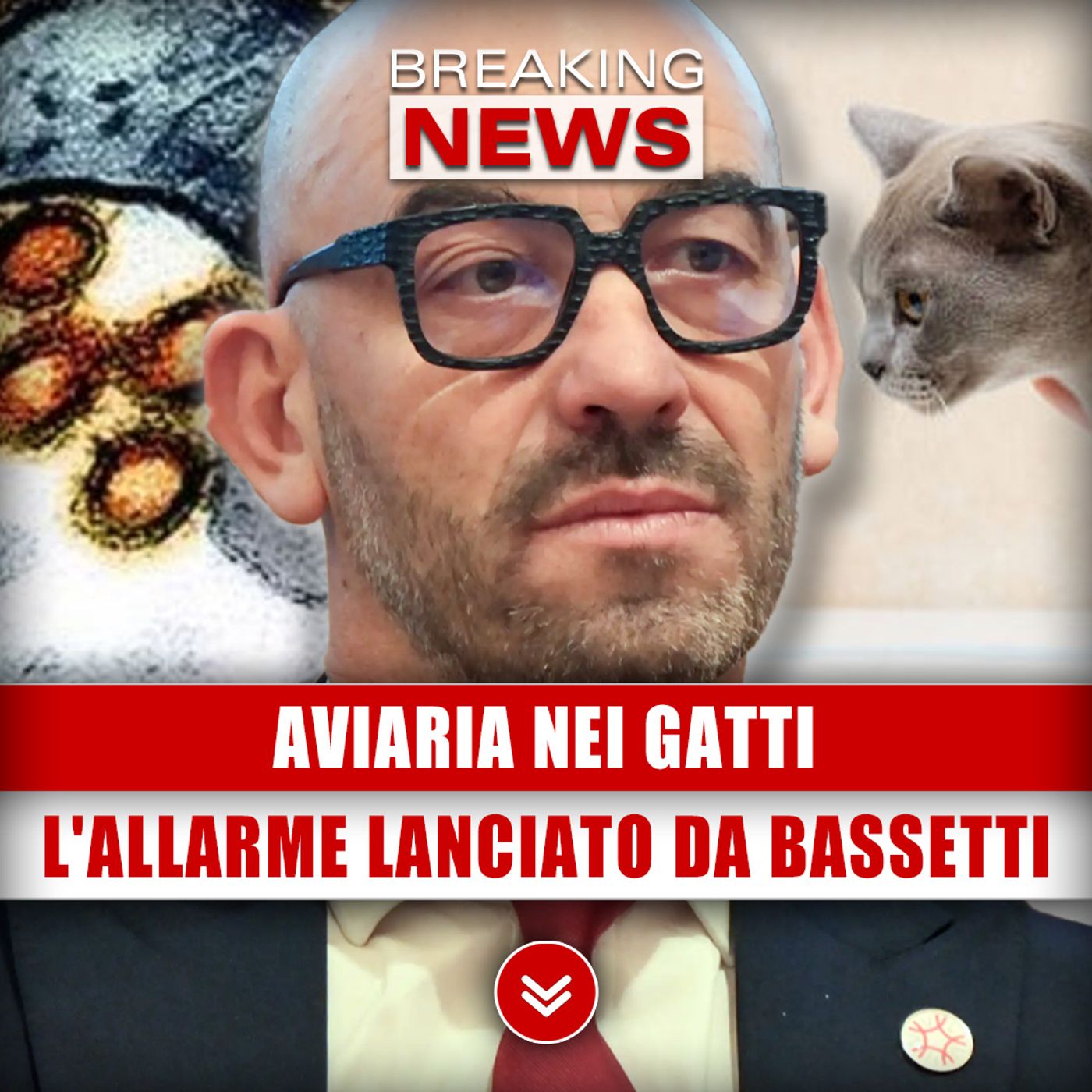 Aviaria Nei Gatti: L'Allarme Lanciato Da Bassetti!
