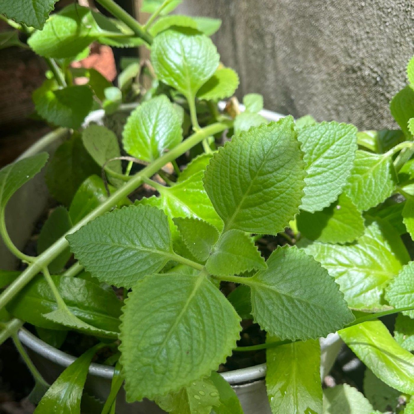 Las plantas