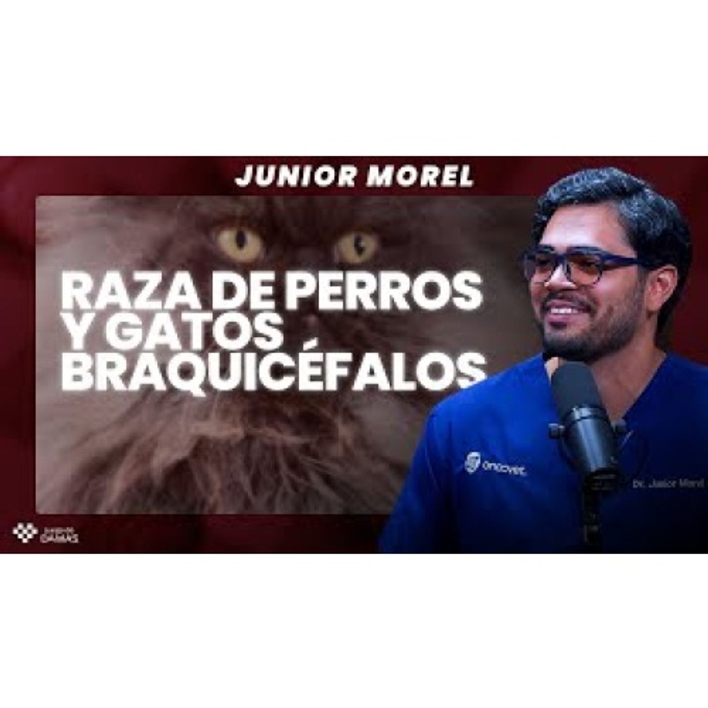 Raza de Perros y Gatos Braquicéfalos - Junior Morel episode artwork