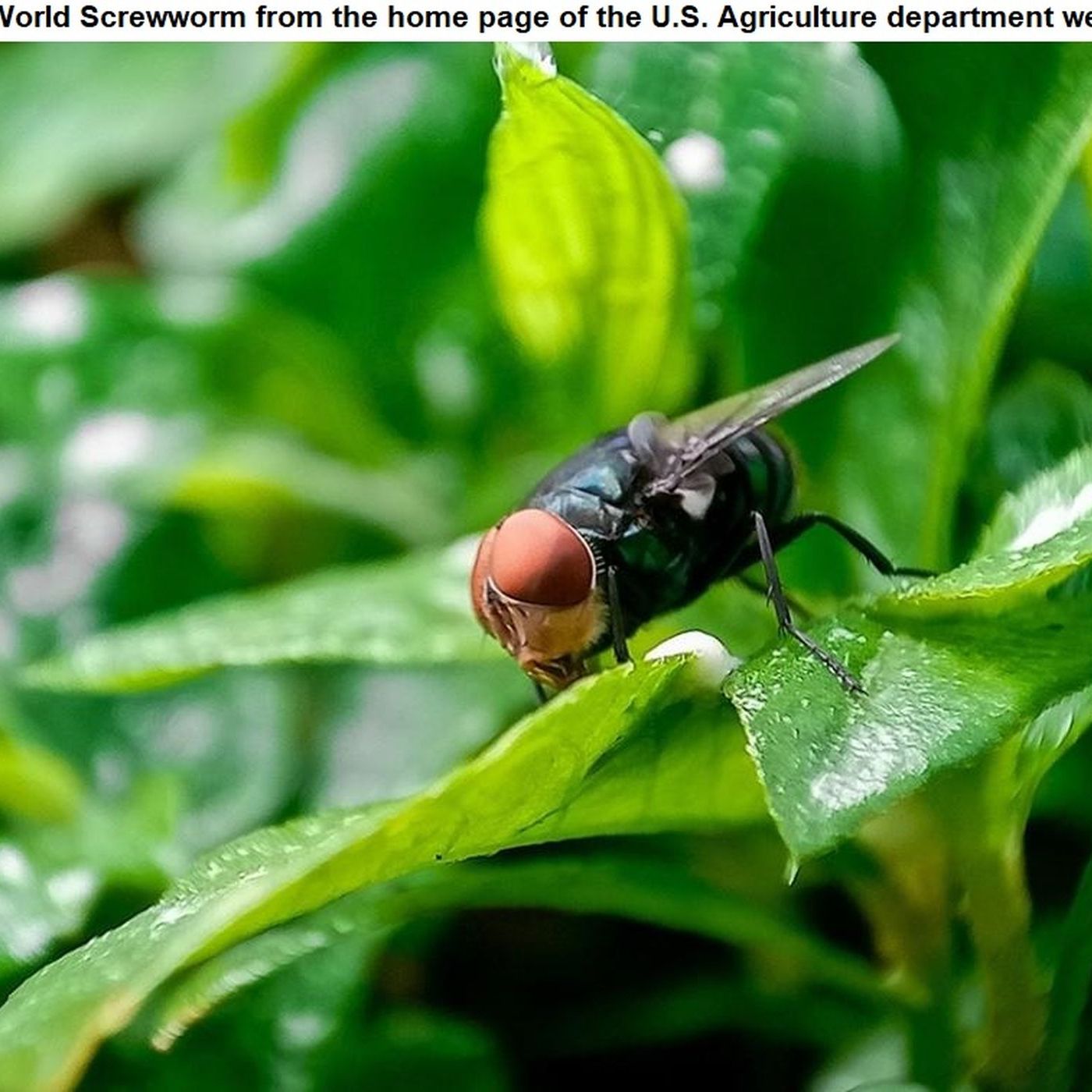 Brazos County commissioners respond to a public speaker's request regarding the New World Screwworm episode artwork