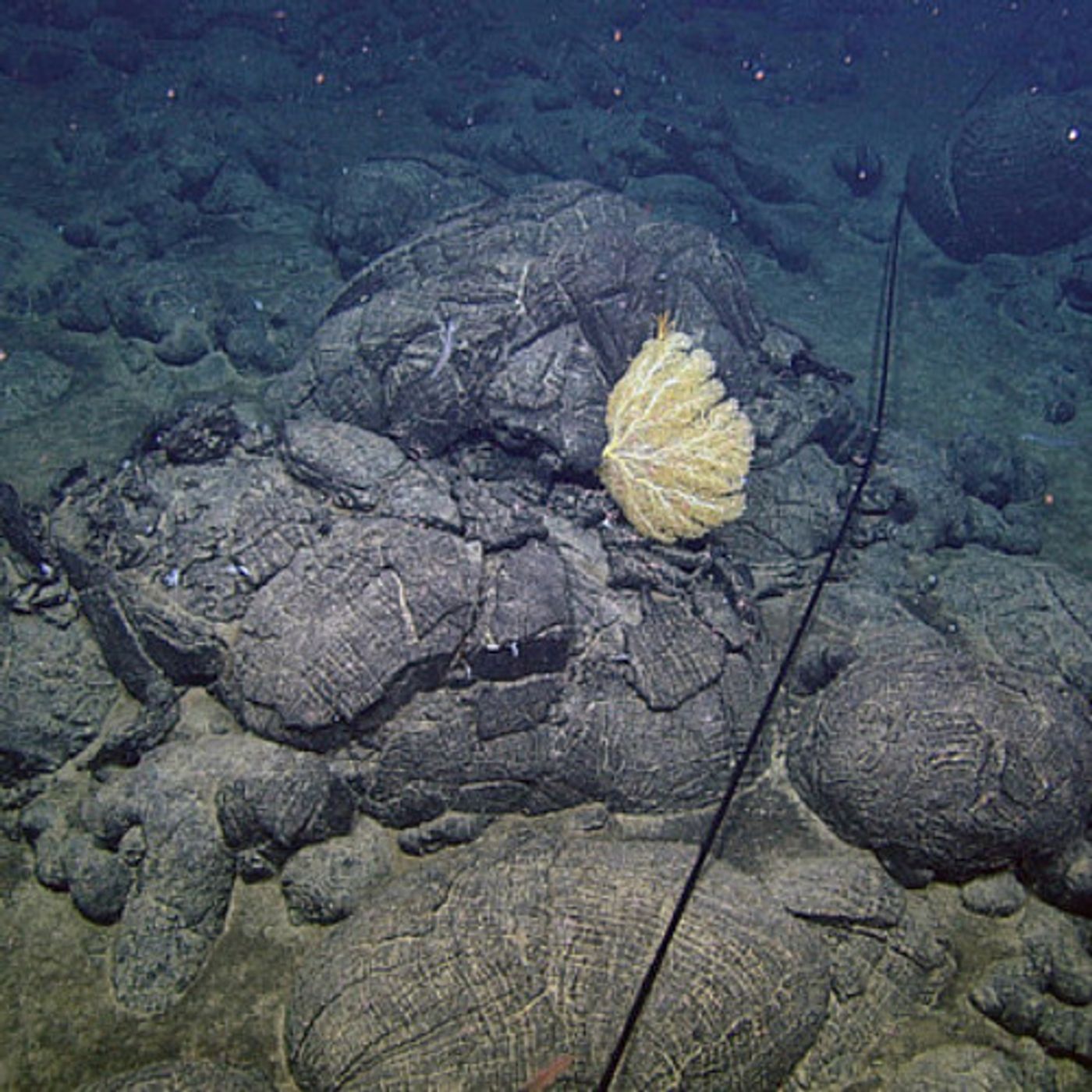 Researchers Stream Live Video From Undersea Volcano Off Oregon episode artwork