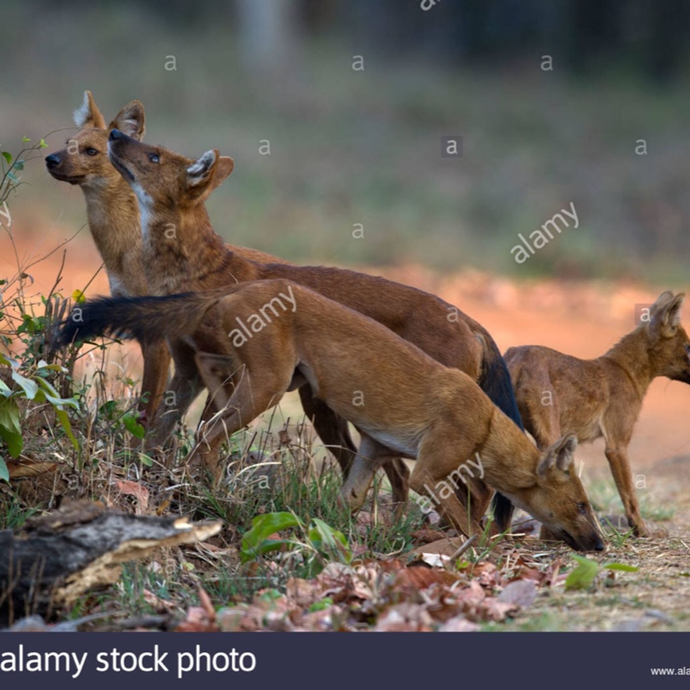 Like Wild Dogs episode artwork