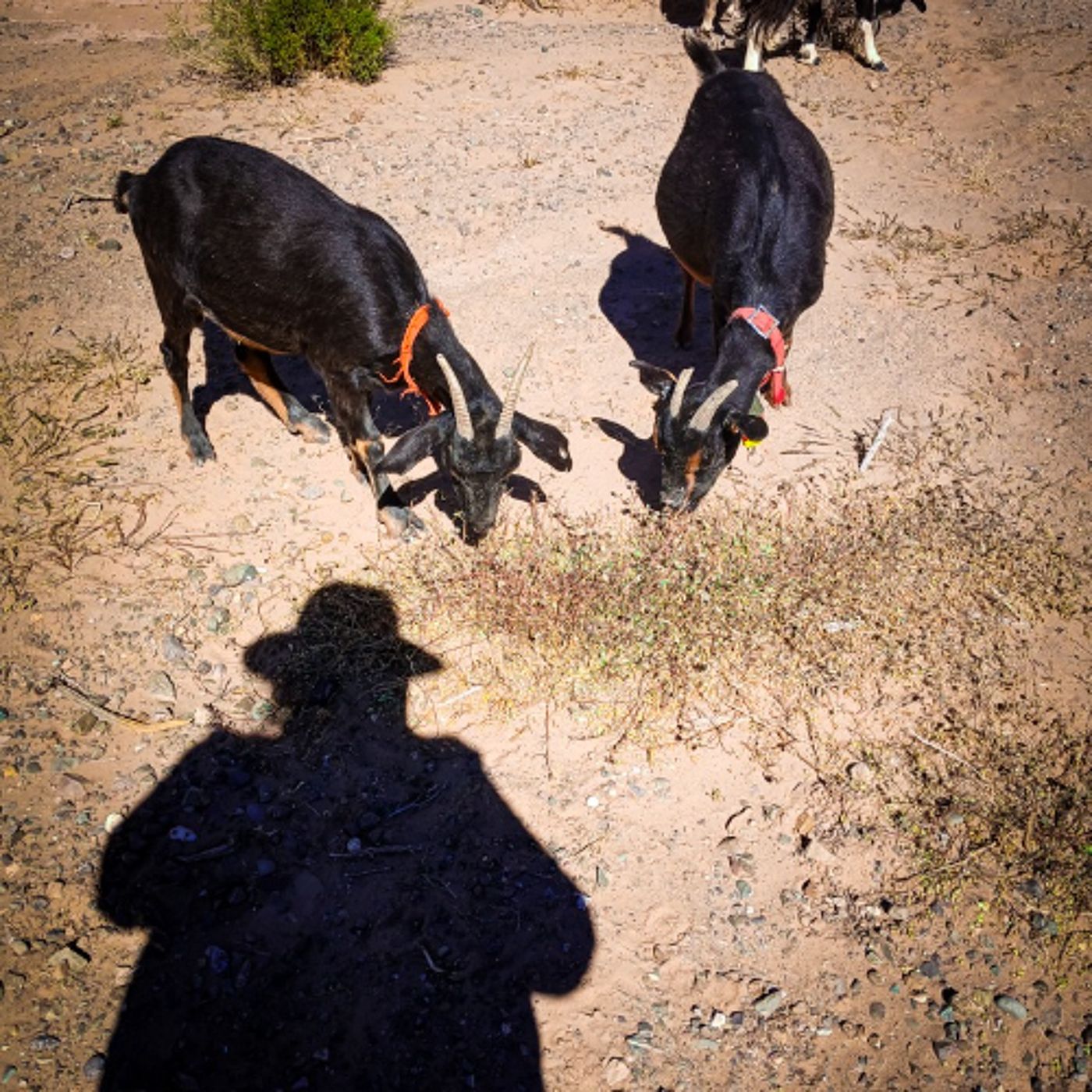 Desde la casa de mi abuela