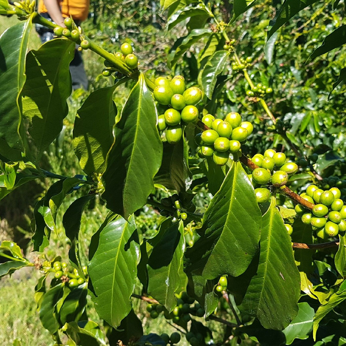 Coffee Origin Trips Podcast