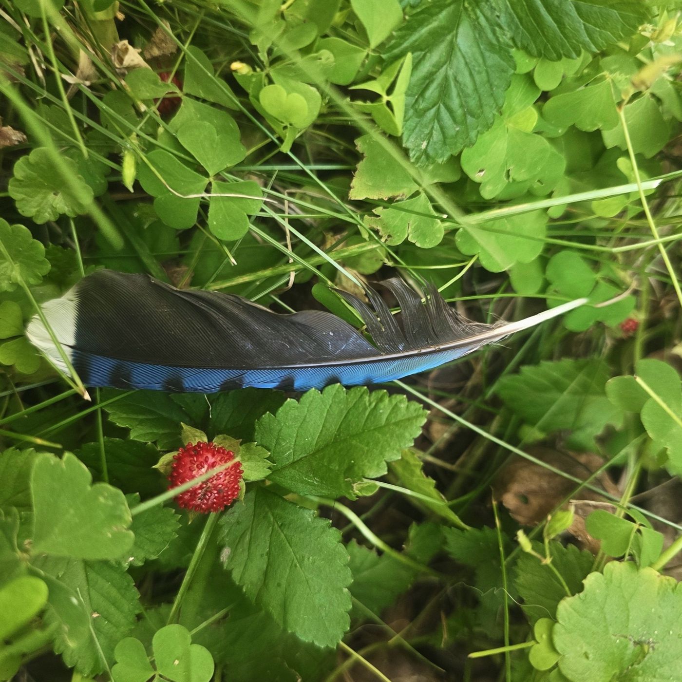 Bonus Snacks E6: Take This Job and Shove It: Threshold Lessons from the Feather, the Fruit, the Cicadas, and the Deer episode artwork