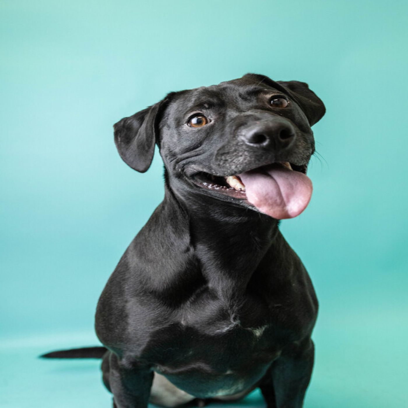 A shout out to Caitlin Clark, a conversation with Crash of Crash and Burn, and an adorable dog named Sora who is looking for her forever hom