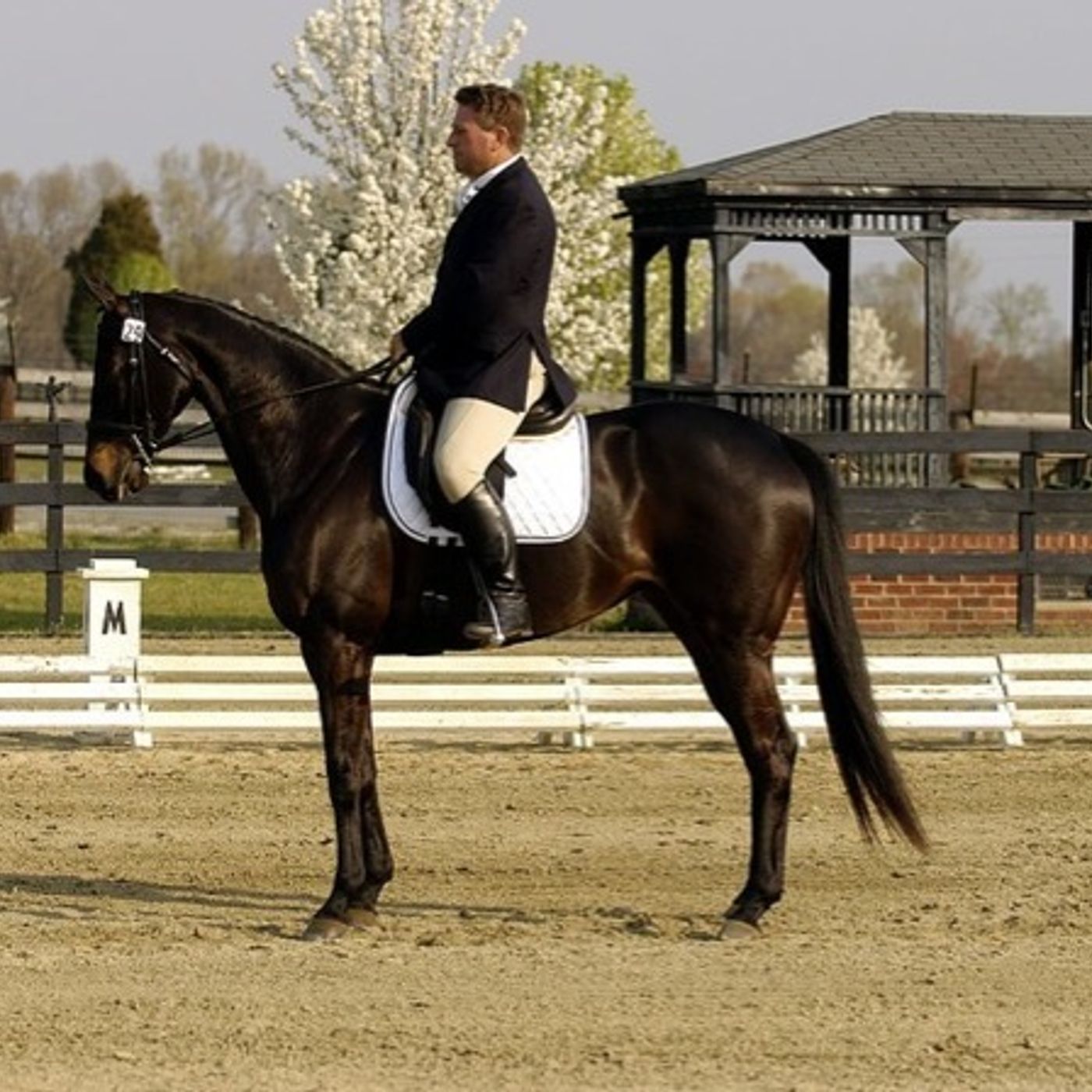 Steve Milne Equestrian