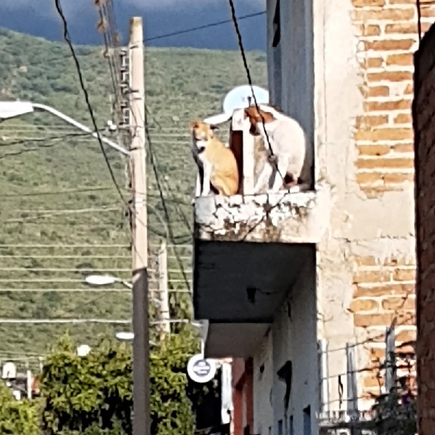 Las Aventuras De Conejomán