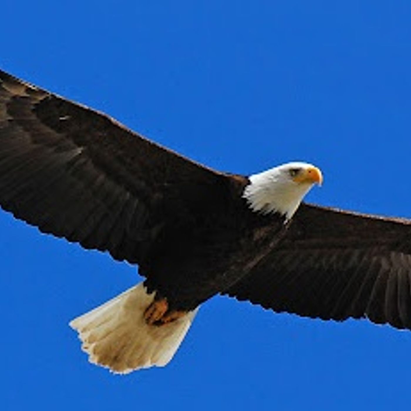 When You Don't Feel Like An Eagle episode artwork