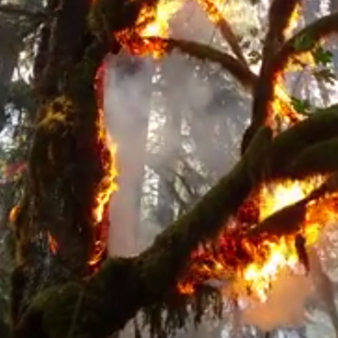 What happens when a rainforest burns? episode artwork