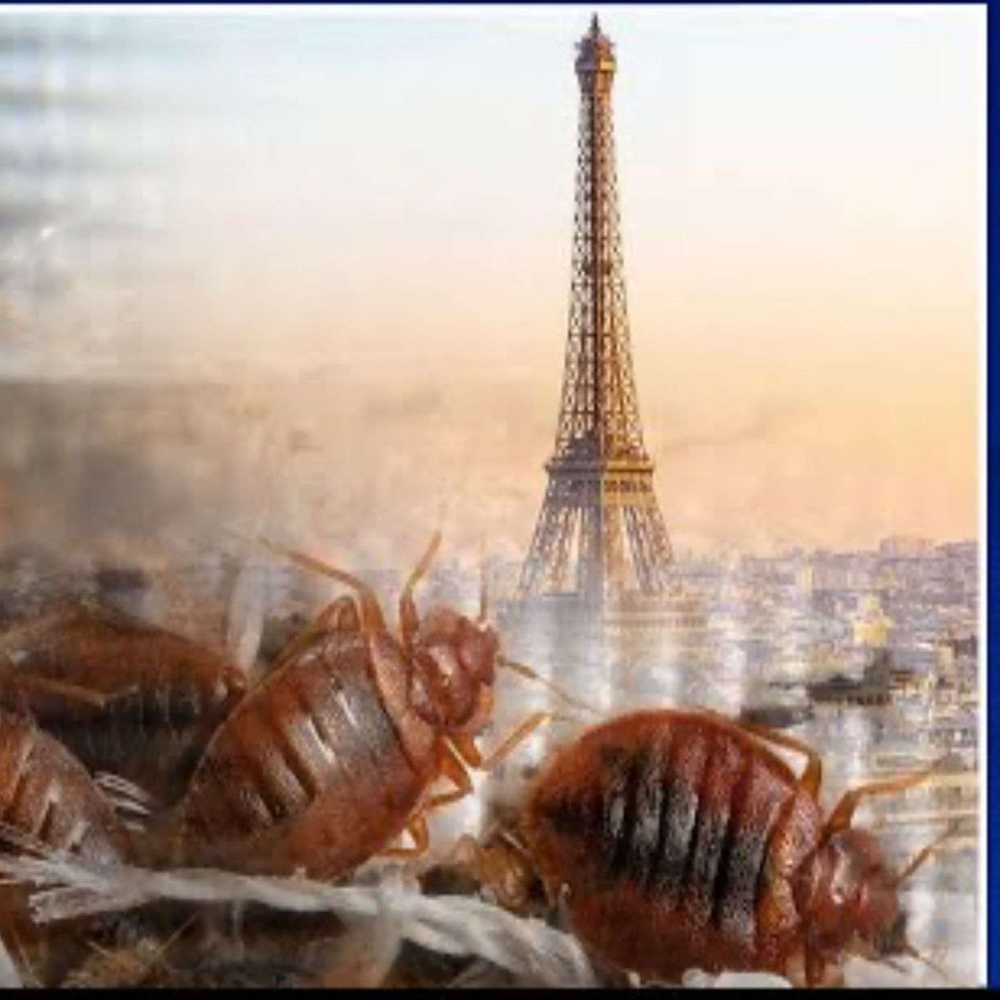 Bedbugs: an infestion in France