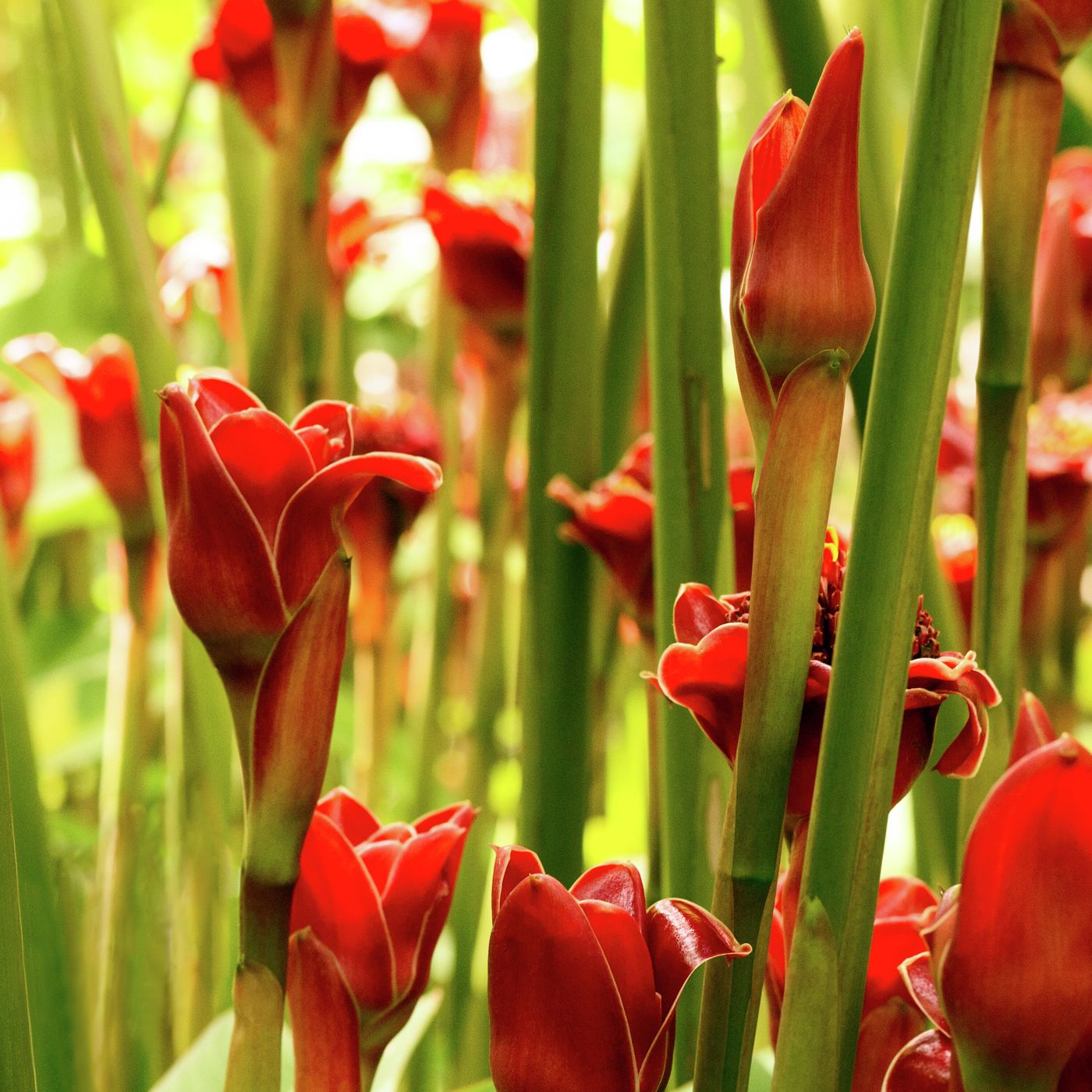 Cómo fomentar amistades verdaderas Cómo fomentar amistades verdaderas