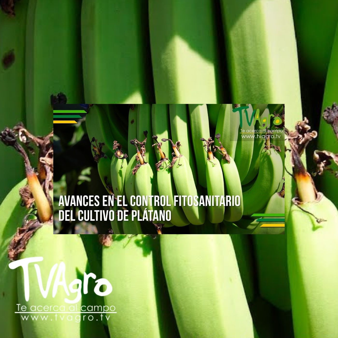 TV AGRO
