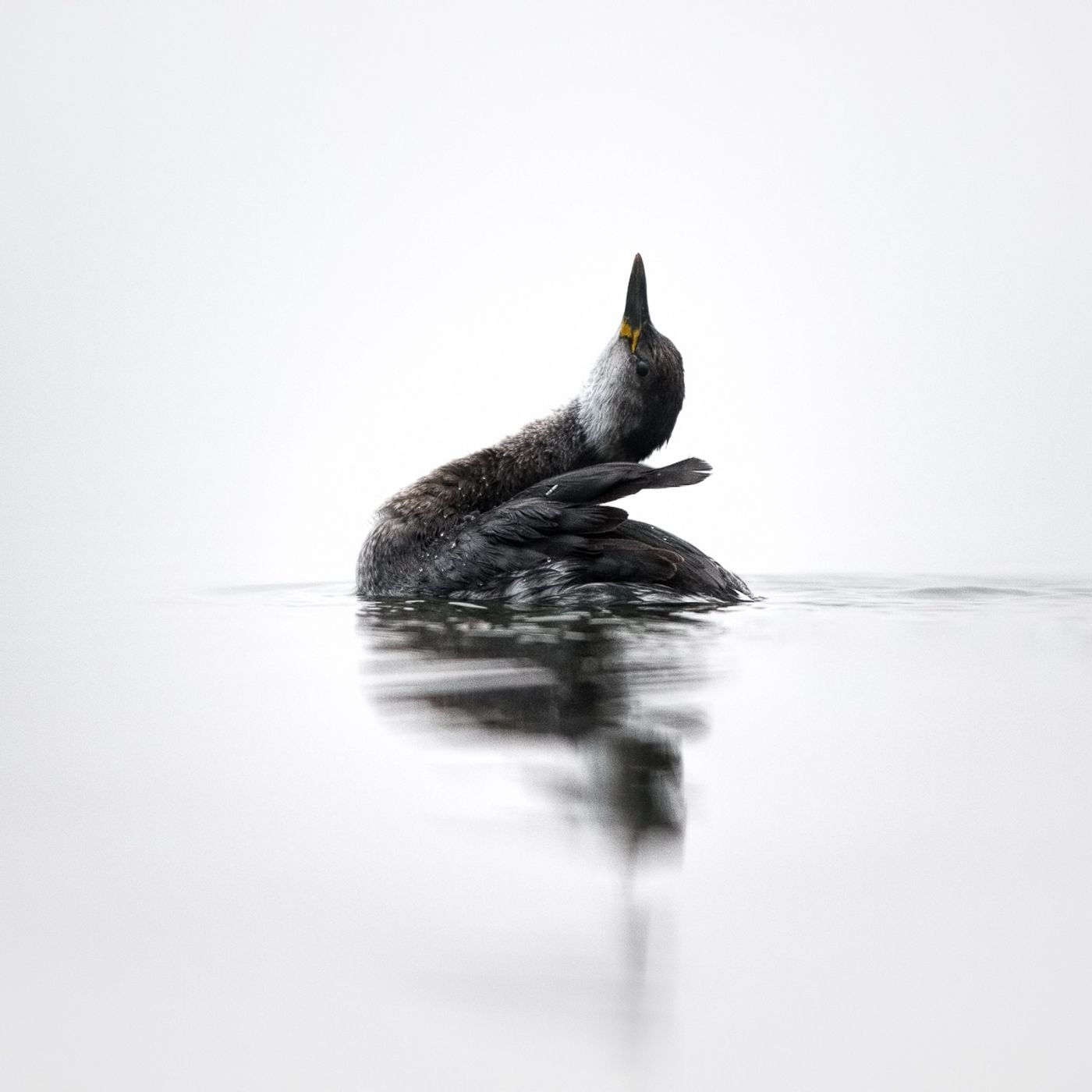 Cantico II - Il Risveglio della Natura