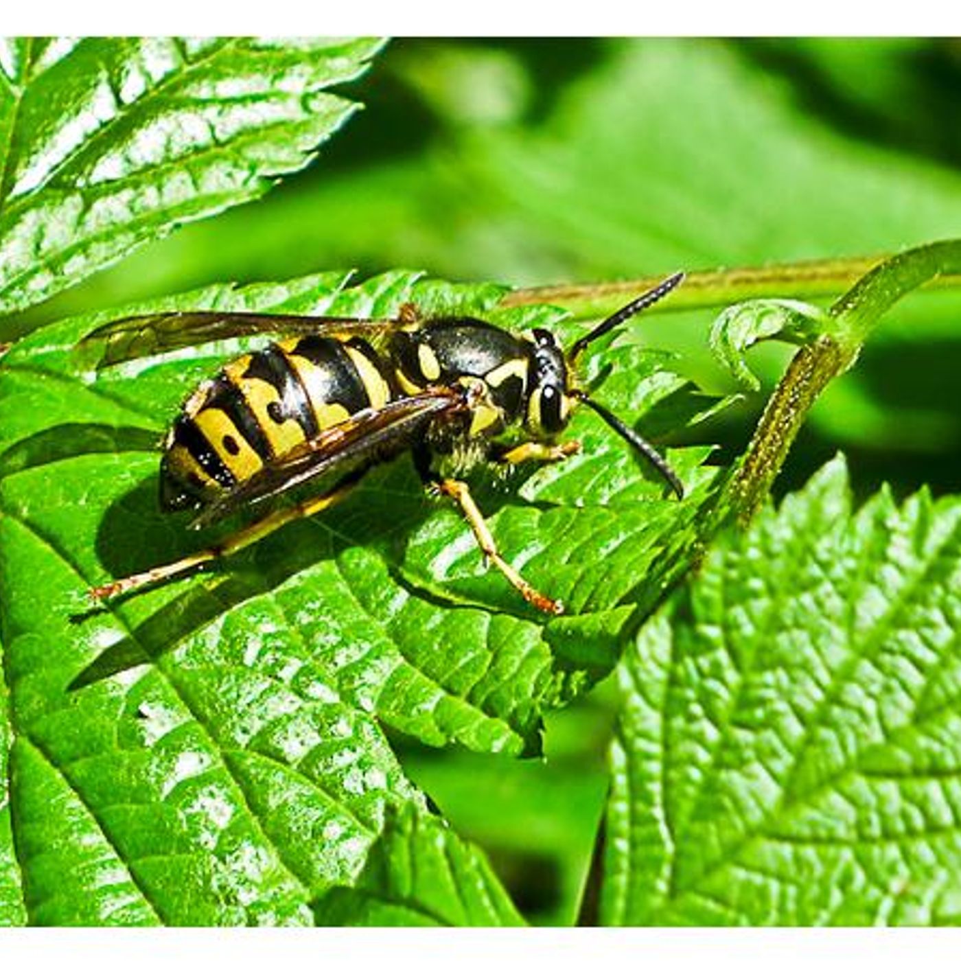 Survival Medicine Hour: Off-Grid Pregnancy, Ortho Injuries, Wasp Stings