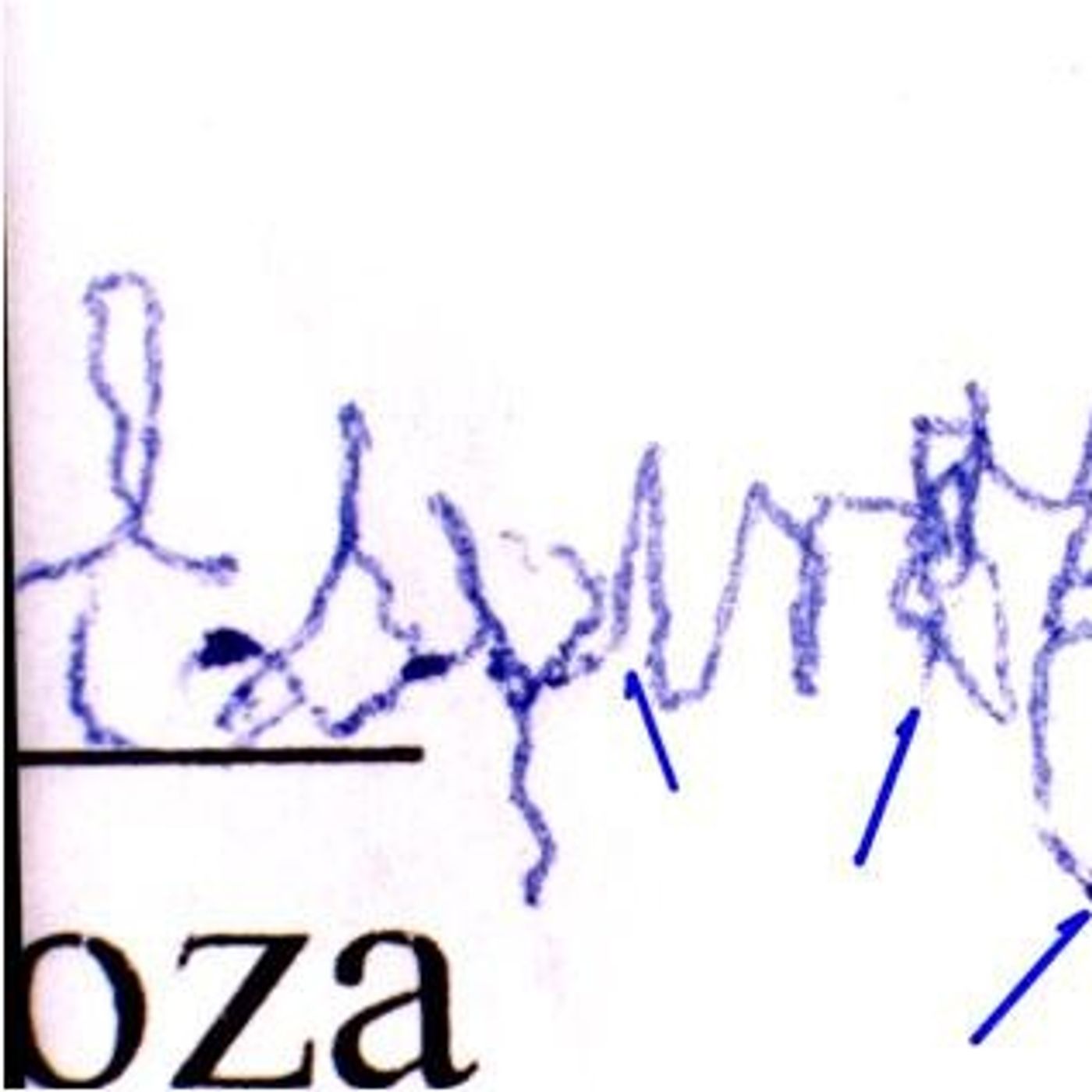 @Podcast de Raymond Orta Derecho, Tecnología, Pericias Informáticas y Documentos