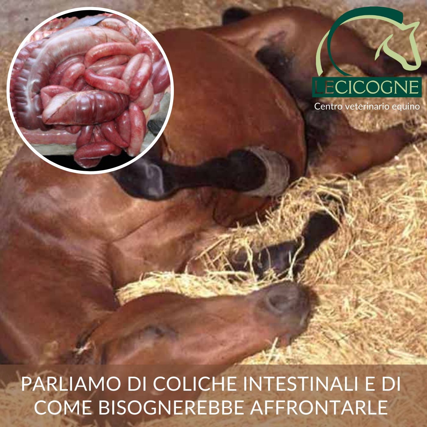 I cavalli: parliamo di salute e benessere