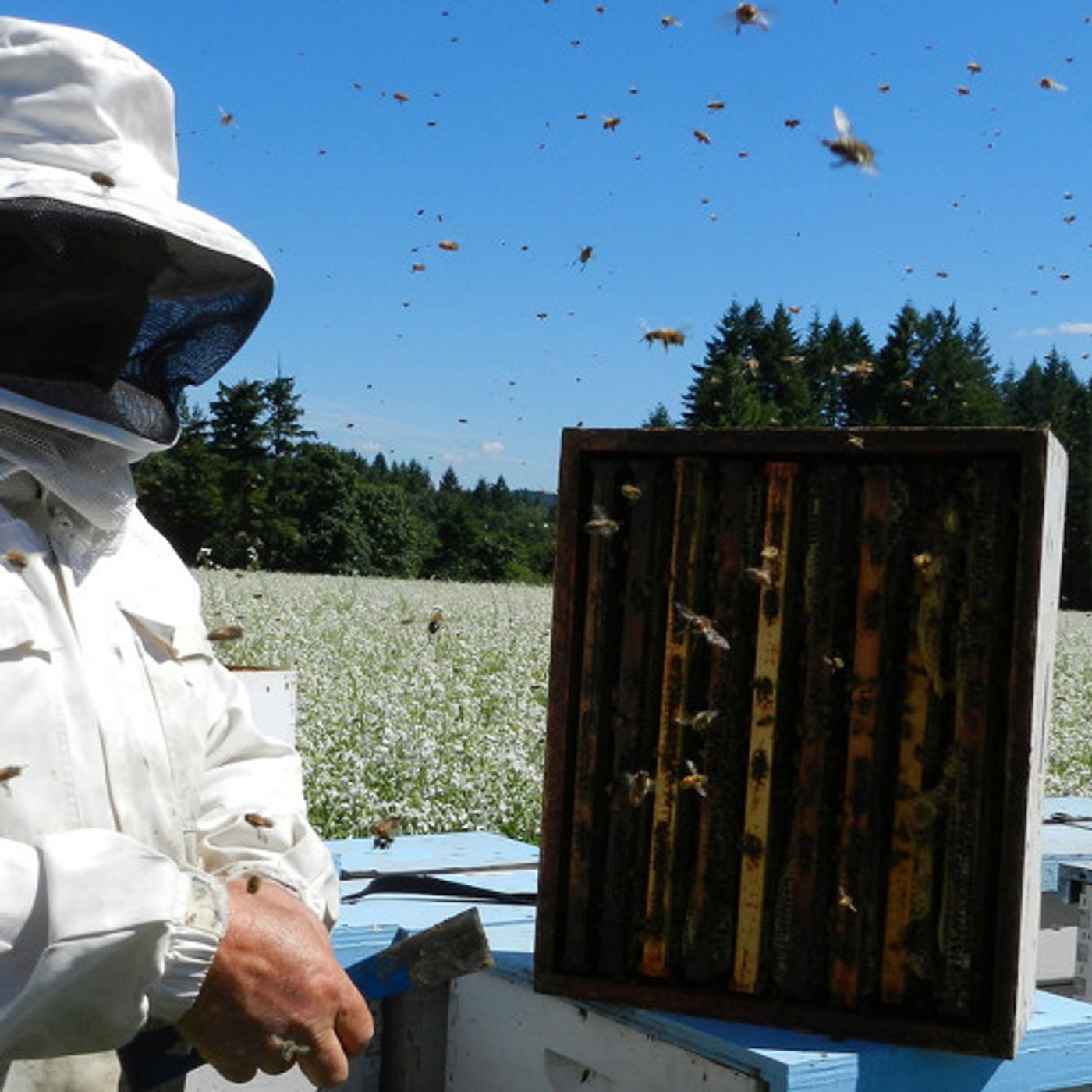 The Perilous Life Of A Professional Honeybee episode artwork