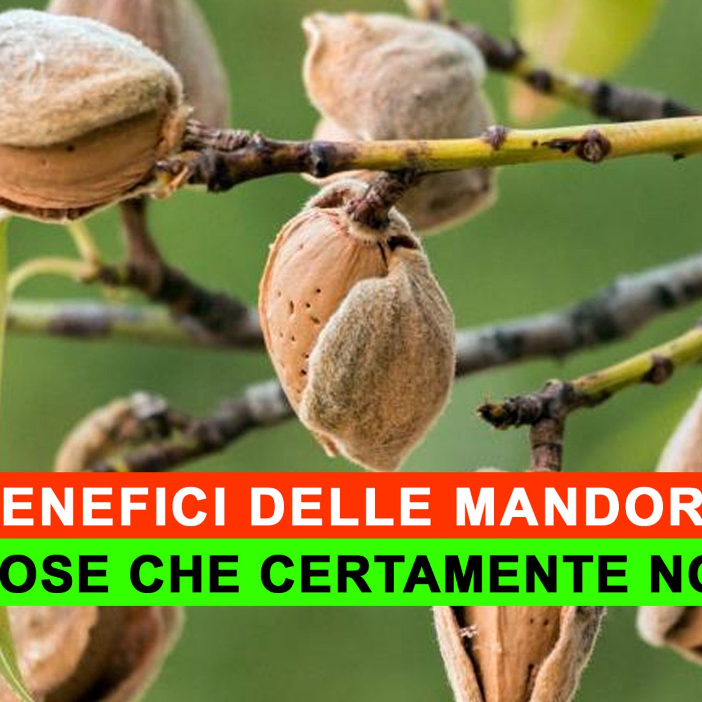 I Benefici Delle Mandorle: Le Cinque Cose Che Certamente Non Sai! episode artwork