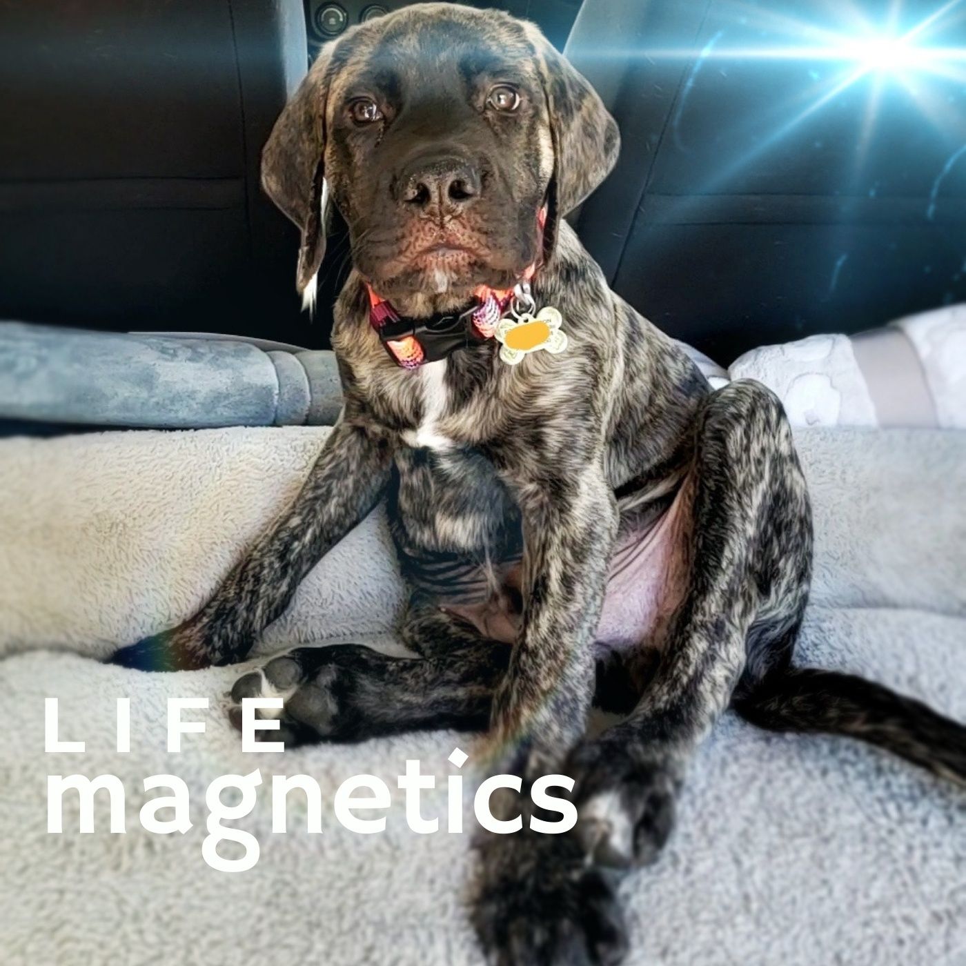 Life Magnetics