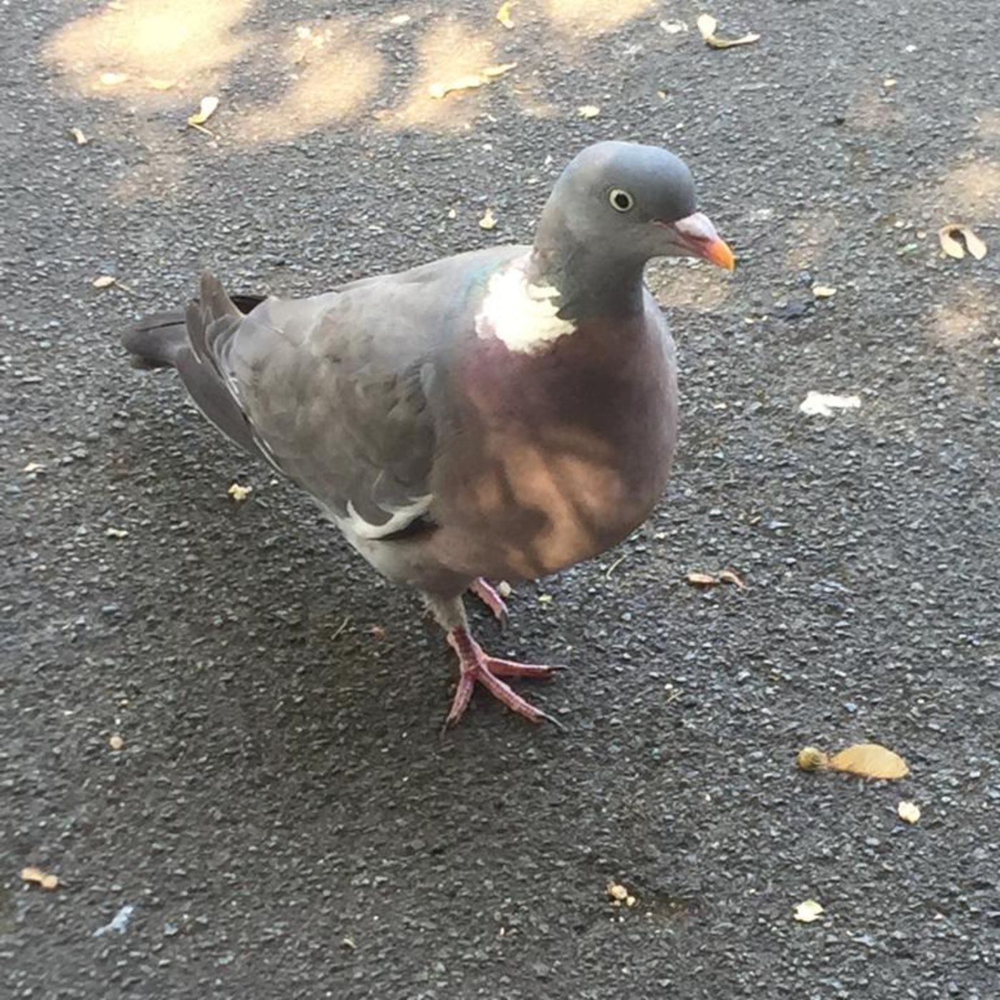 Marieta y la ofrenda floral de las fallas