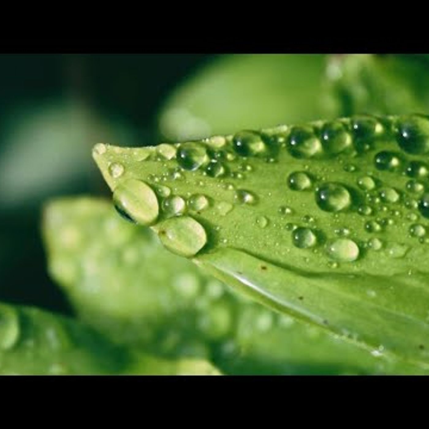 A.D.D. d'Évreux - La rosée céleste