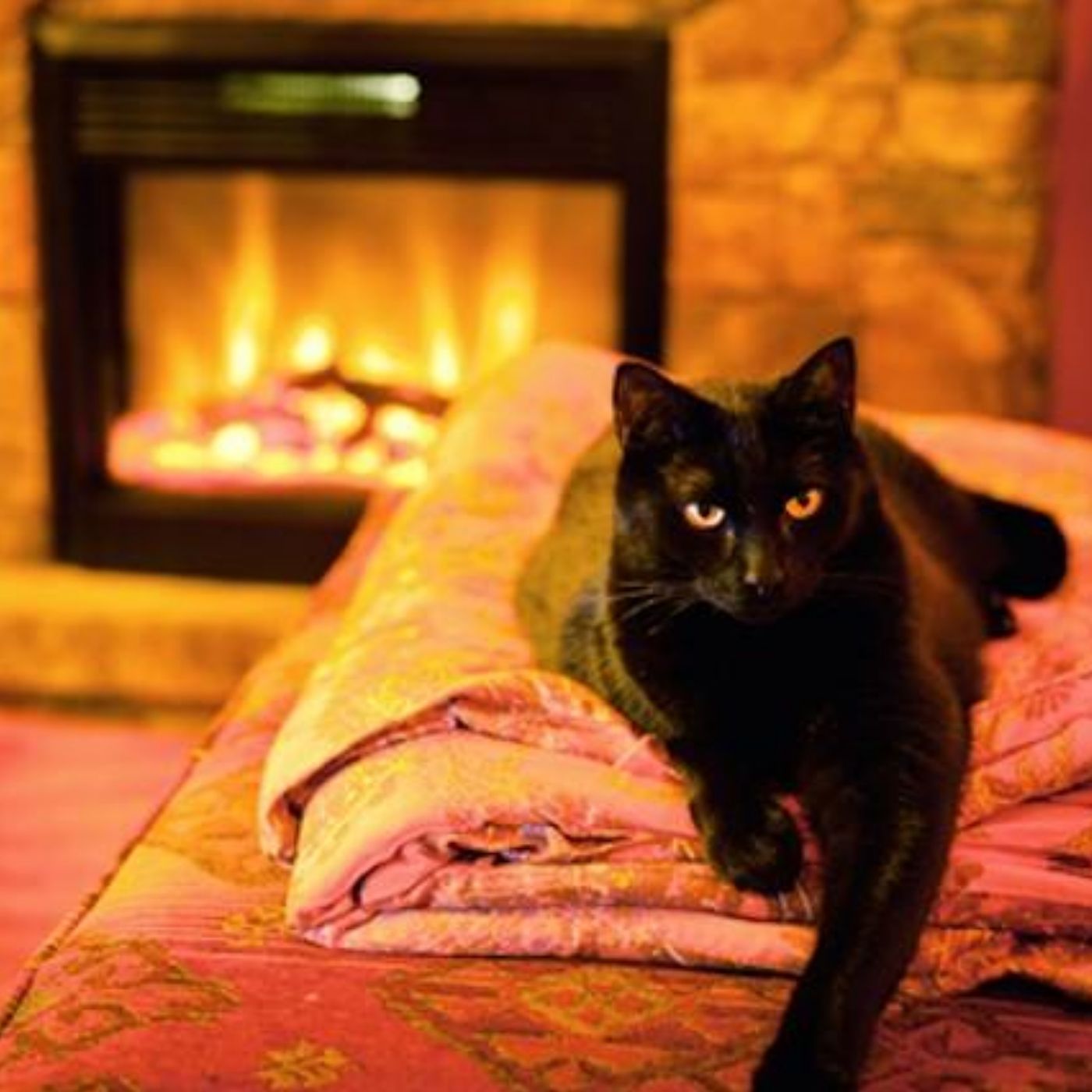 Keeping Pets Safely Warm In Winter - Nadia Crighton