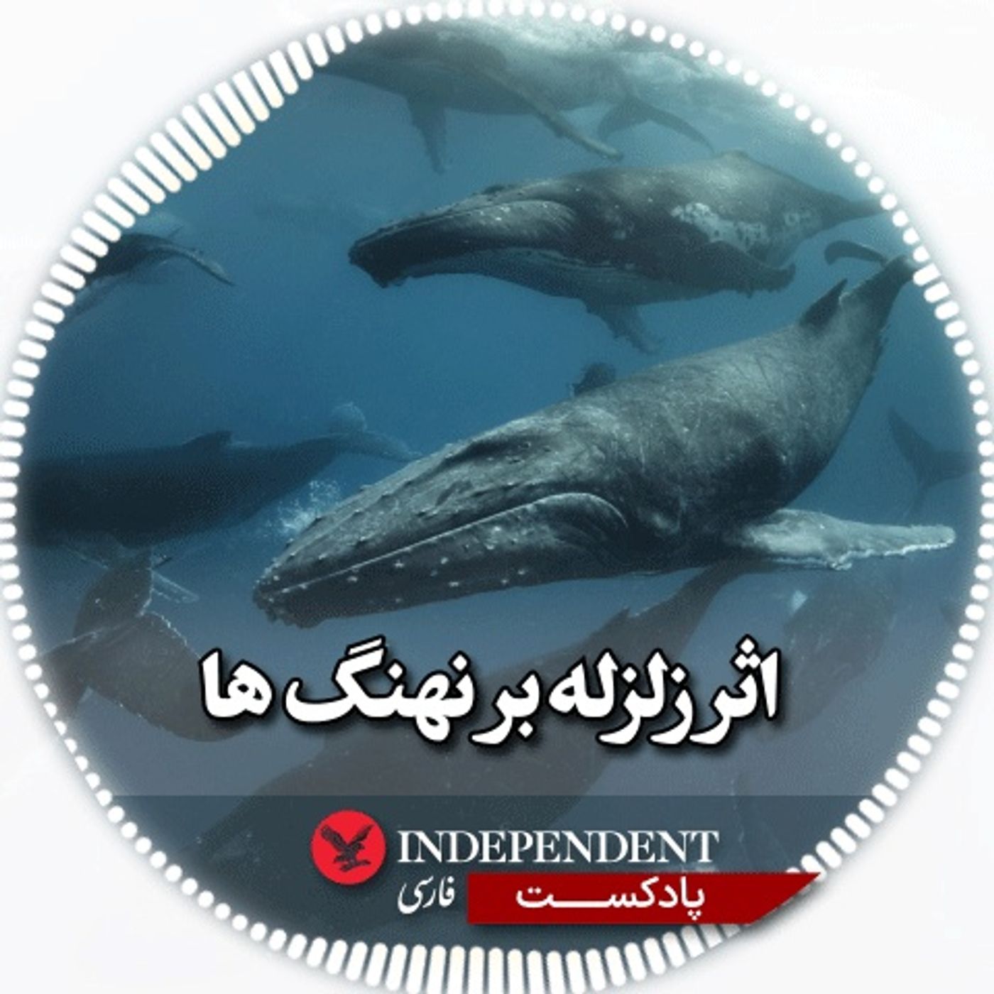 اثر زلزله بر نهنگ‌ها