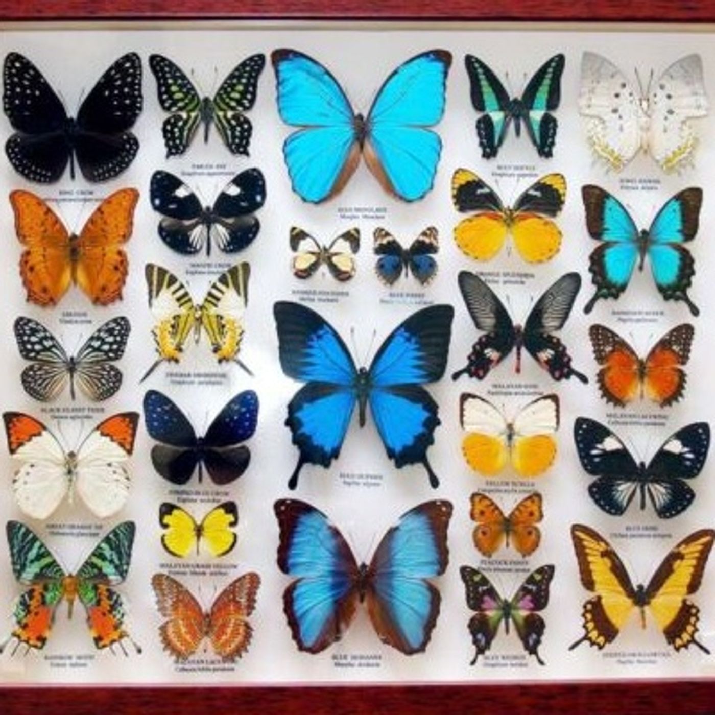 Collection Feed