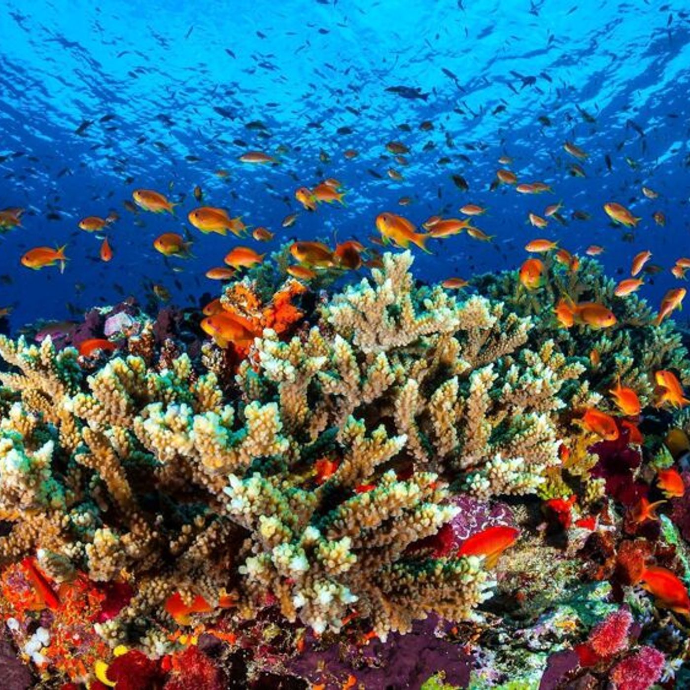 Favole dal mondo
