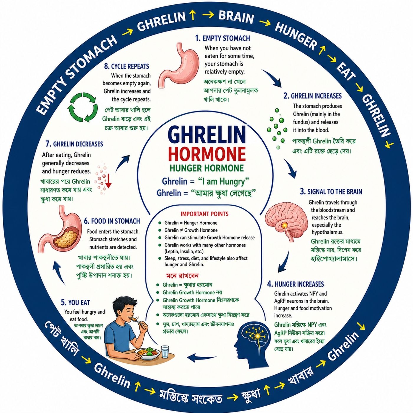 EP-298|GHRELIN: The Hunger Hormone — ক্ষুধা লাগার পিছনে কে?| wellness podcast episode artwork