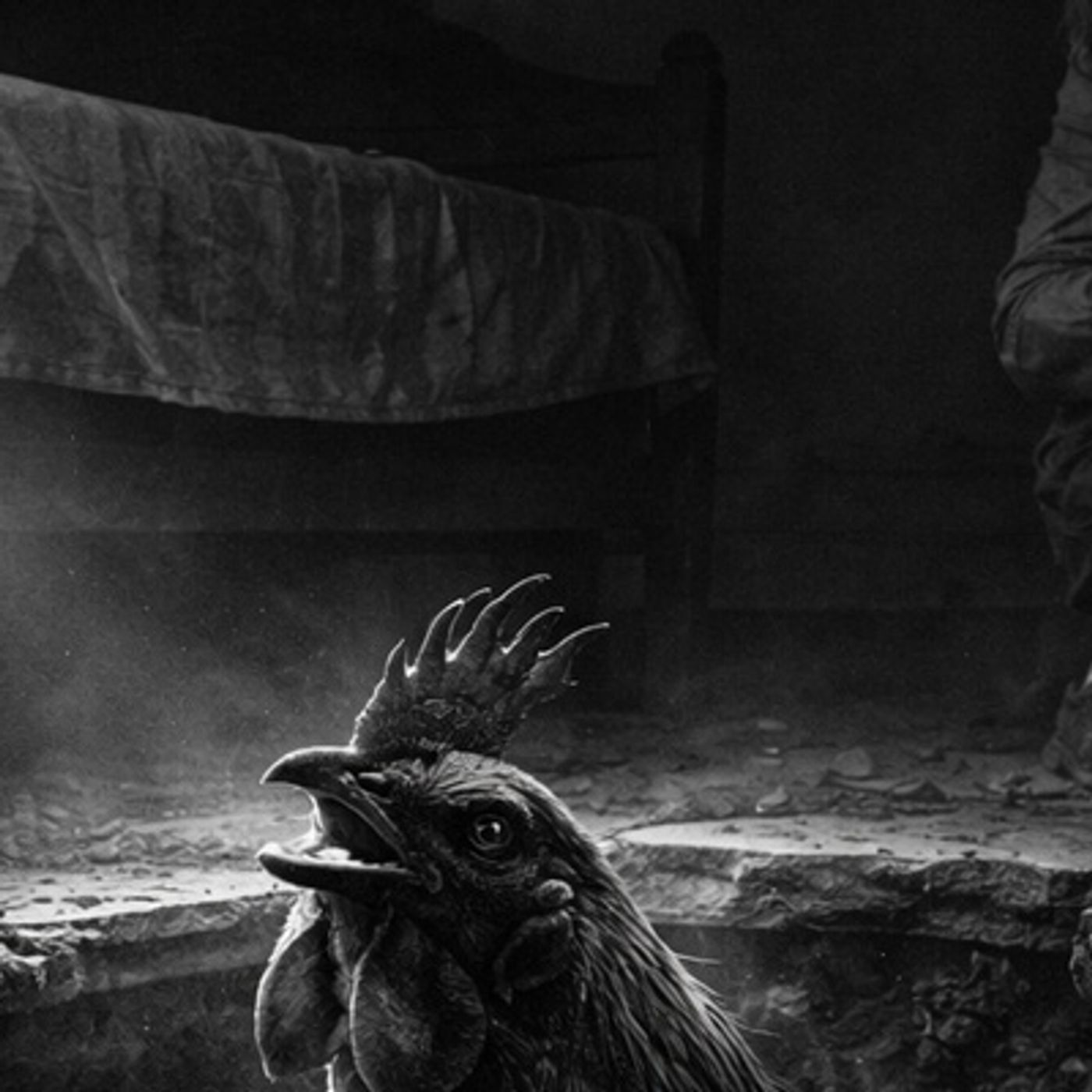 El Gallo Que Cantaba Bajo La Casa Historias De Terror - REDE