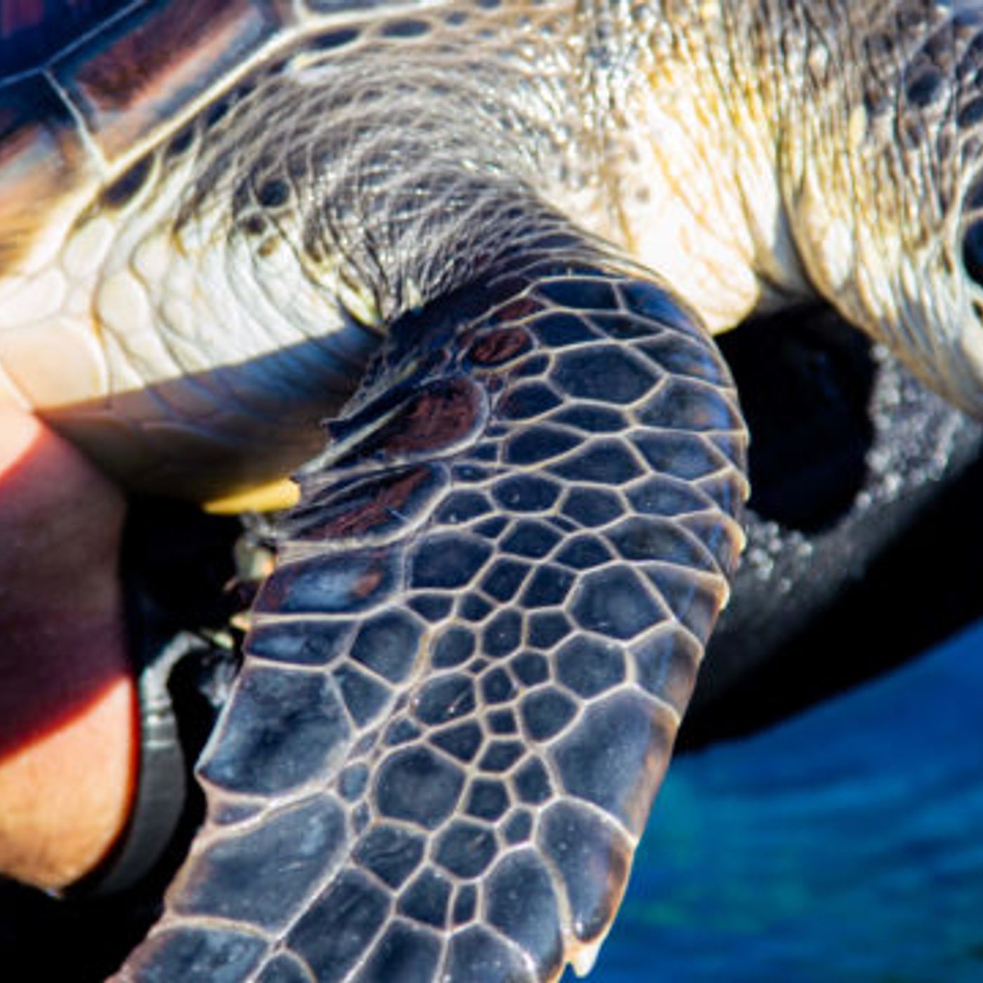 The Cindy Paulos Show