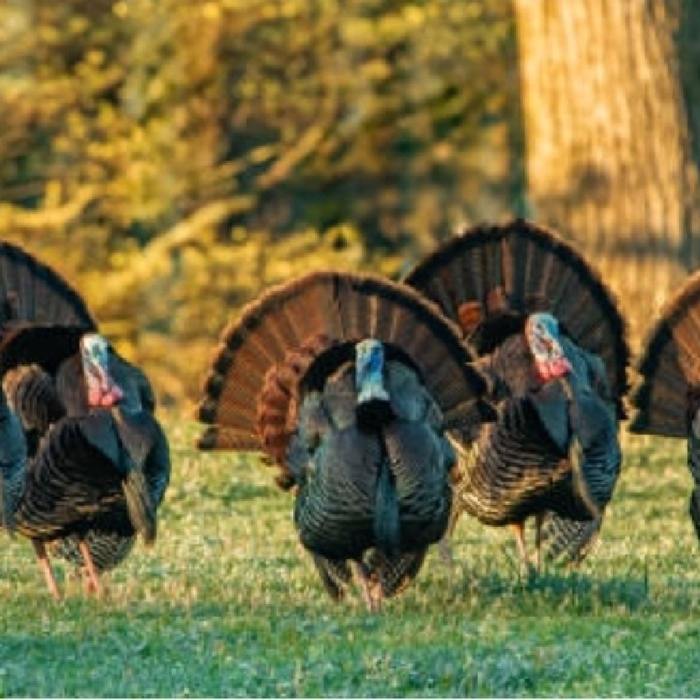 Episode 248 - Tennessee Turkey Trots episode artwork