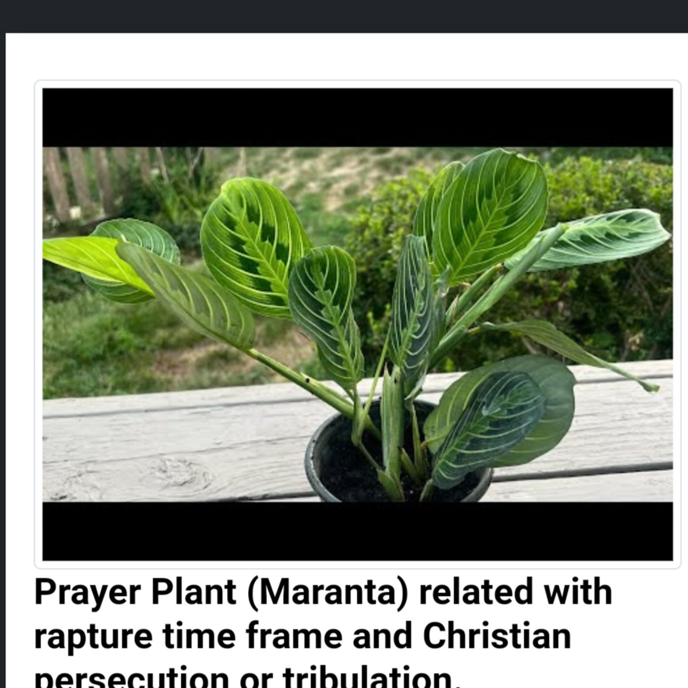Prayer Plant (Maranta) related with rapture time frame and Christian persecution or tribulation. episode artwork