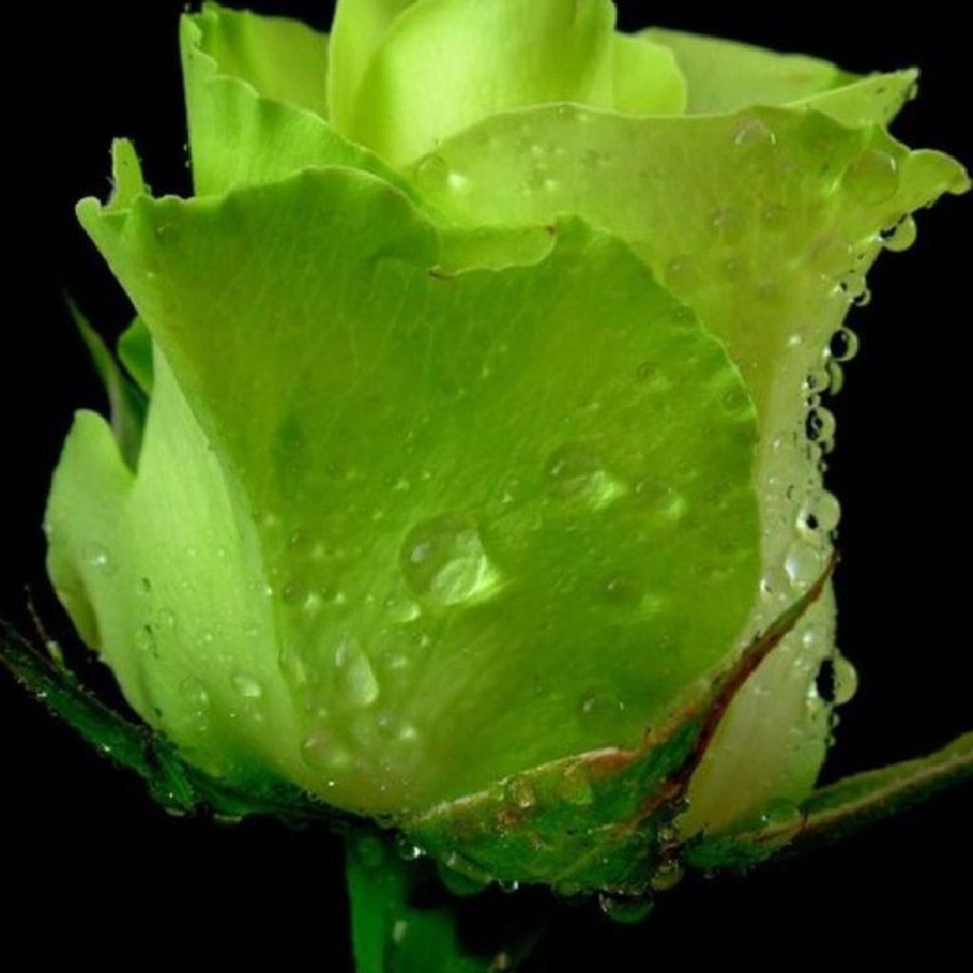 EL REENCUENTRO CON LA ROSA episode artwork