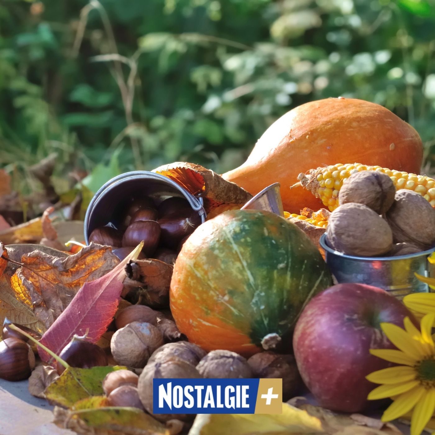 Que faire au potager et au jardin à l’automne ? Que faire au potager et au jardin à l’automne ?