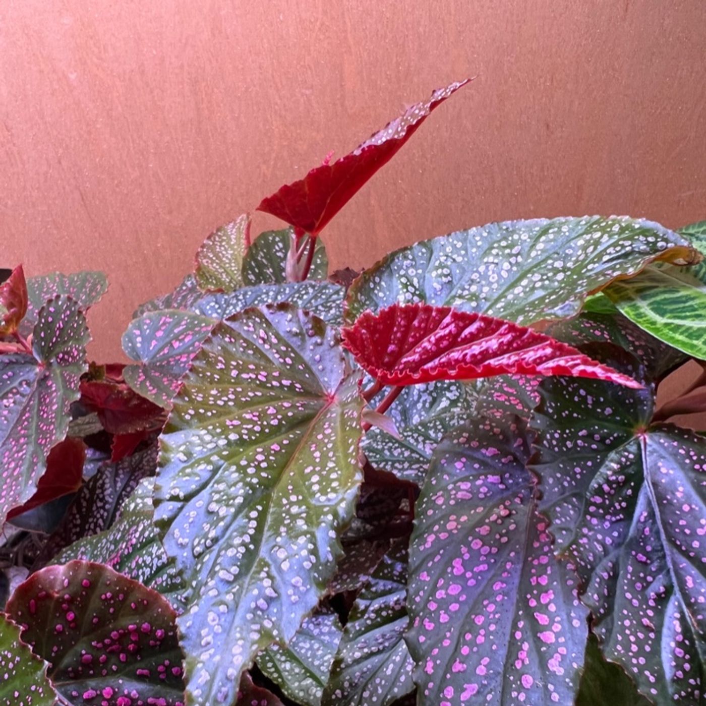 Episode 191 - How to tell if a plant is “thirsty”