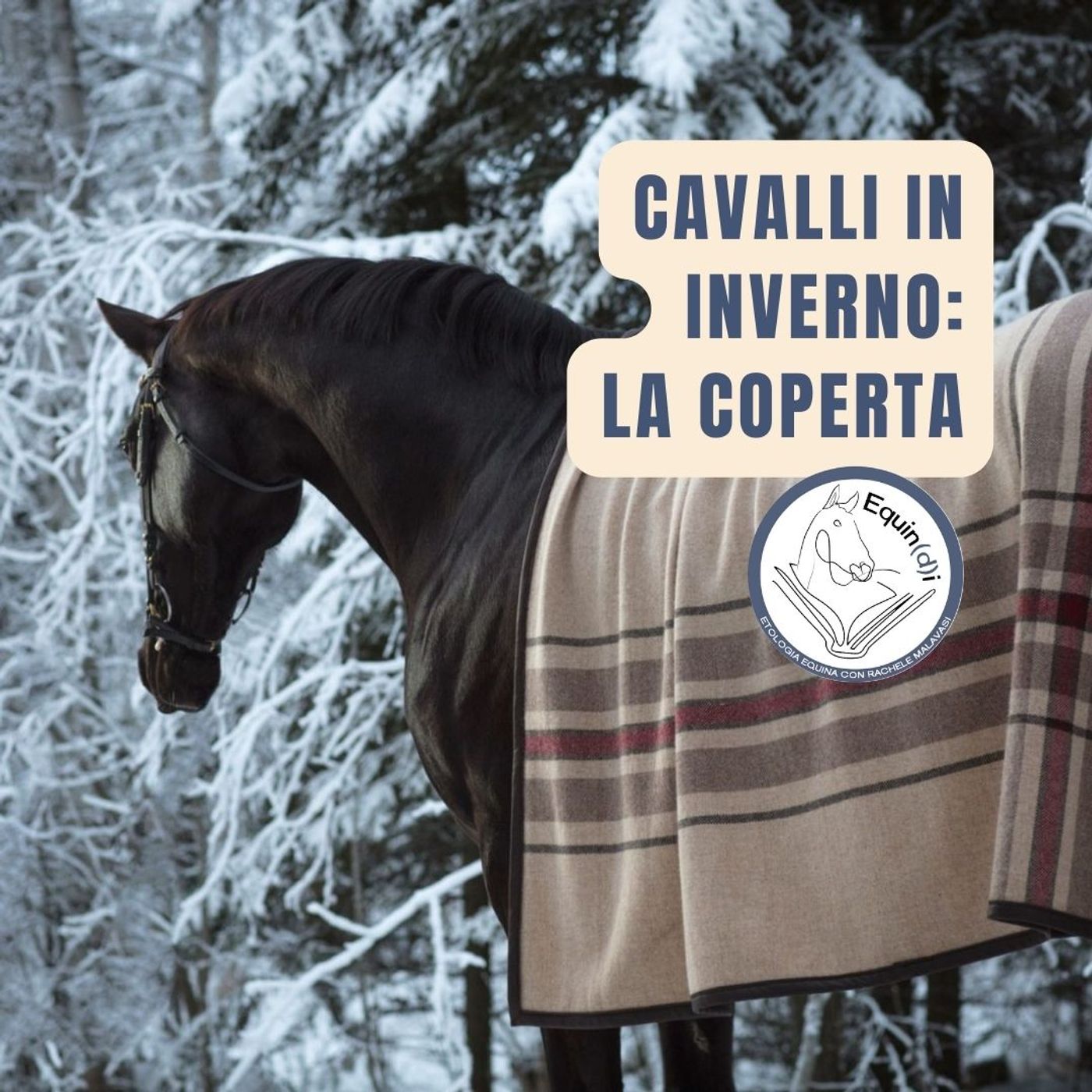 Etologia Equina, il comportamento del cavallo