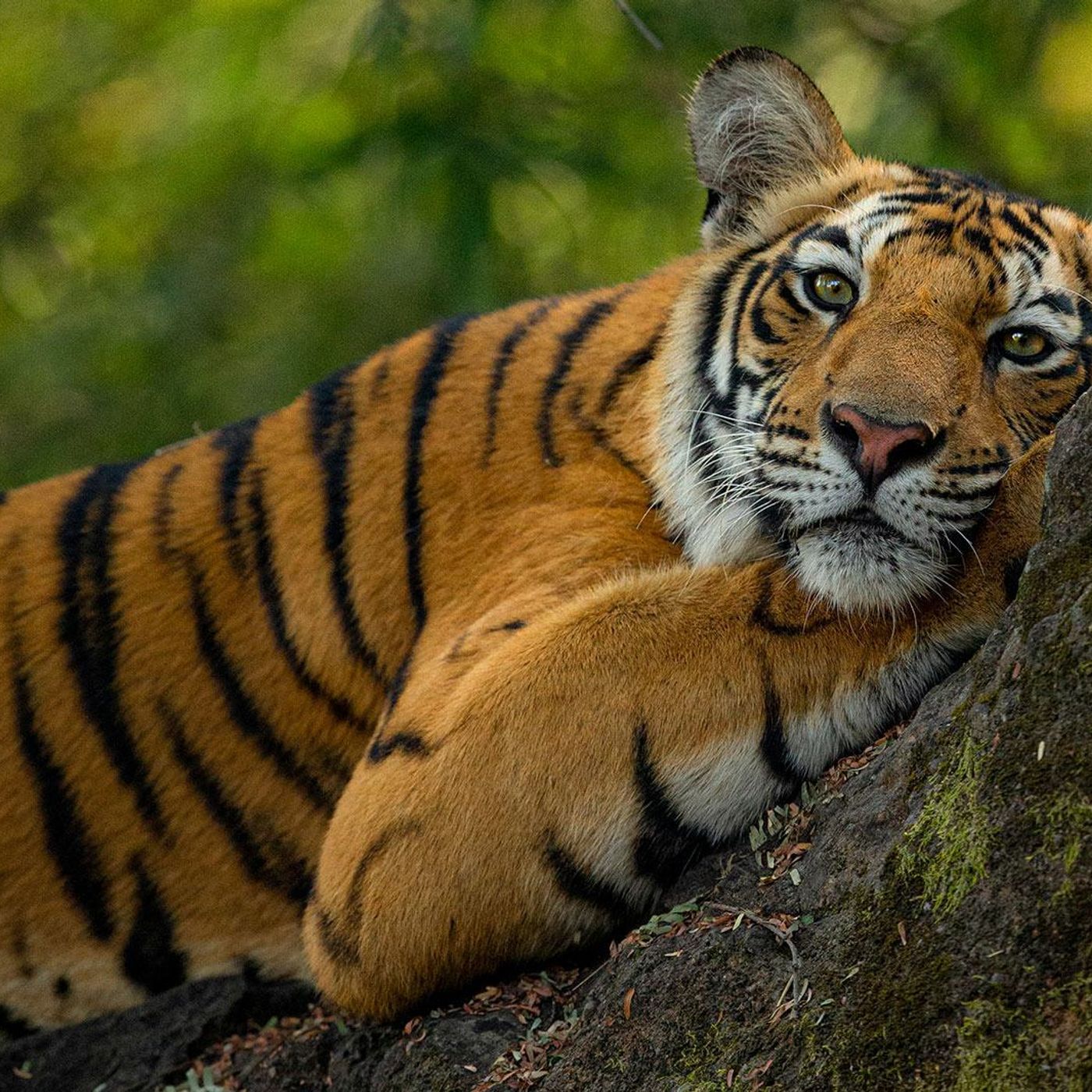 Ação internacional desmantela redes criminosas de tráfico de animais e plantas episode artwork