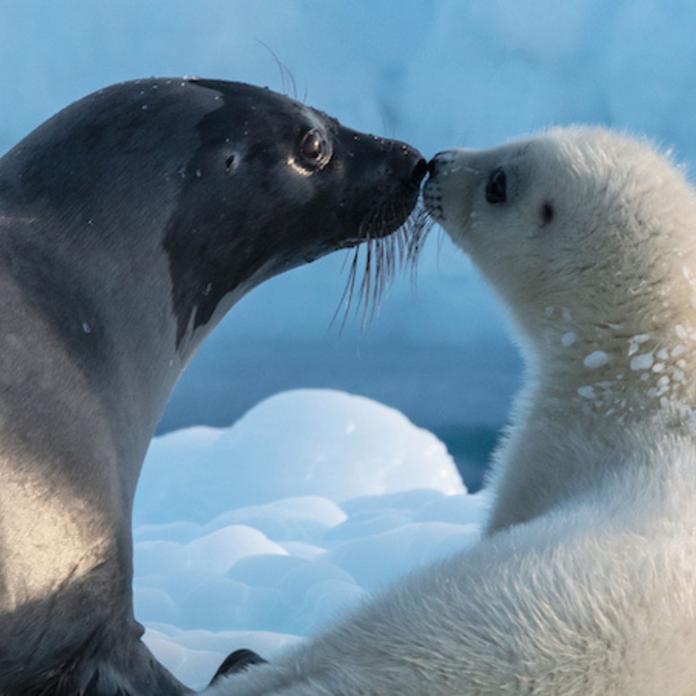 Subculture Film Reviews - ARCTIC 3D: OUR FROZEN PLANET (Central Coast Radio) episode artwork