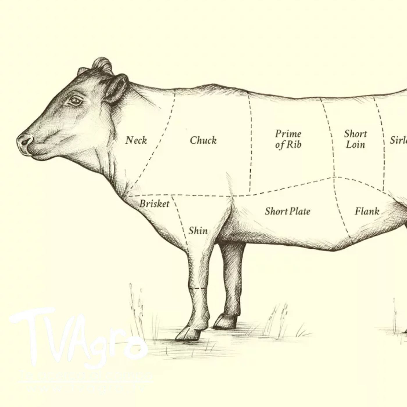 TV AGRO