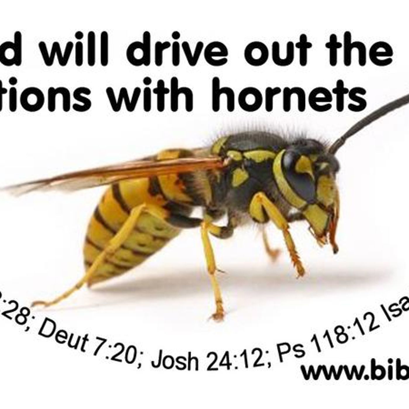 God's Miniature Airforce (Part 1) Exodus 23:27-28 - S14 [B352] episode artwork