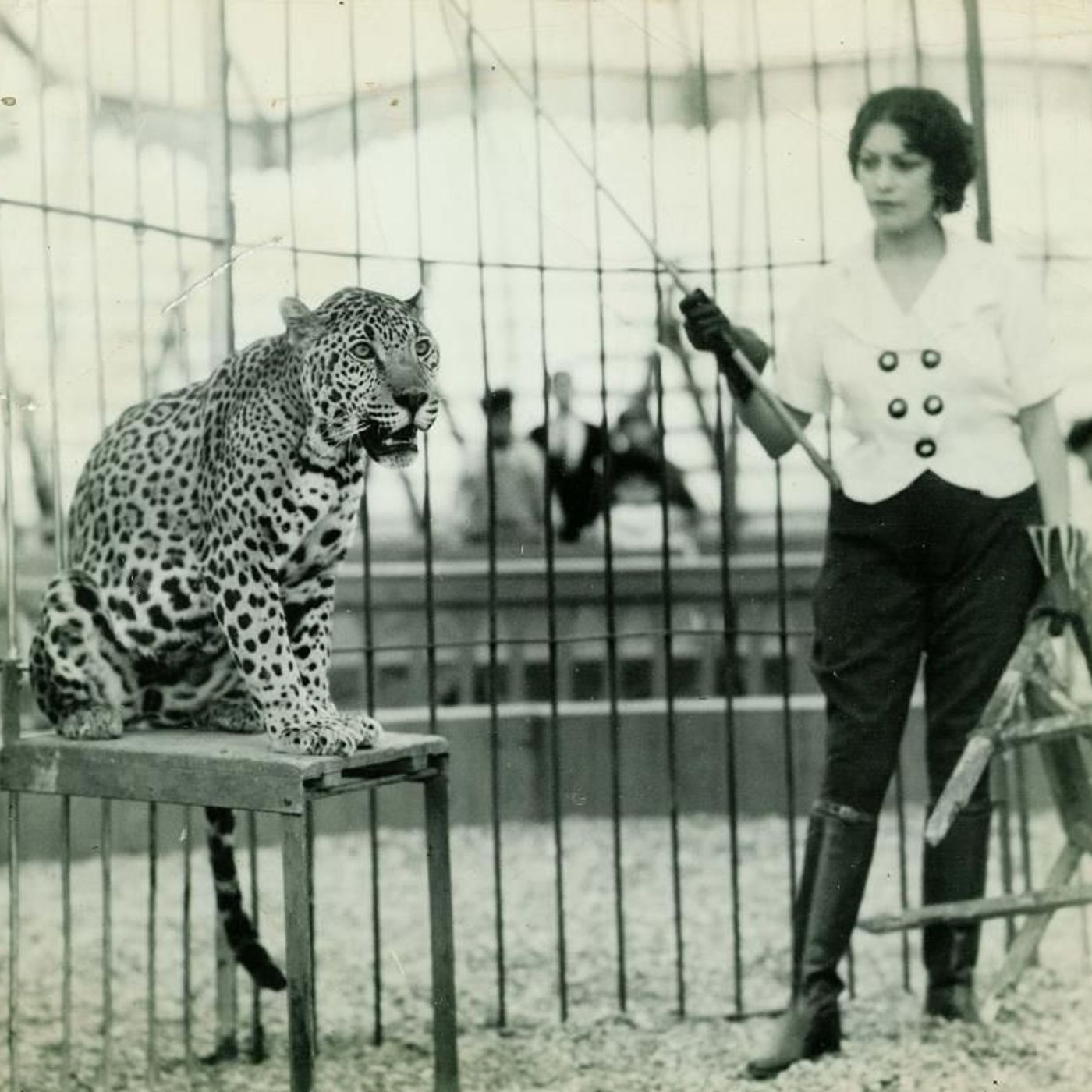 HISTORIAS DE CIRCO