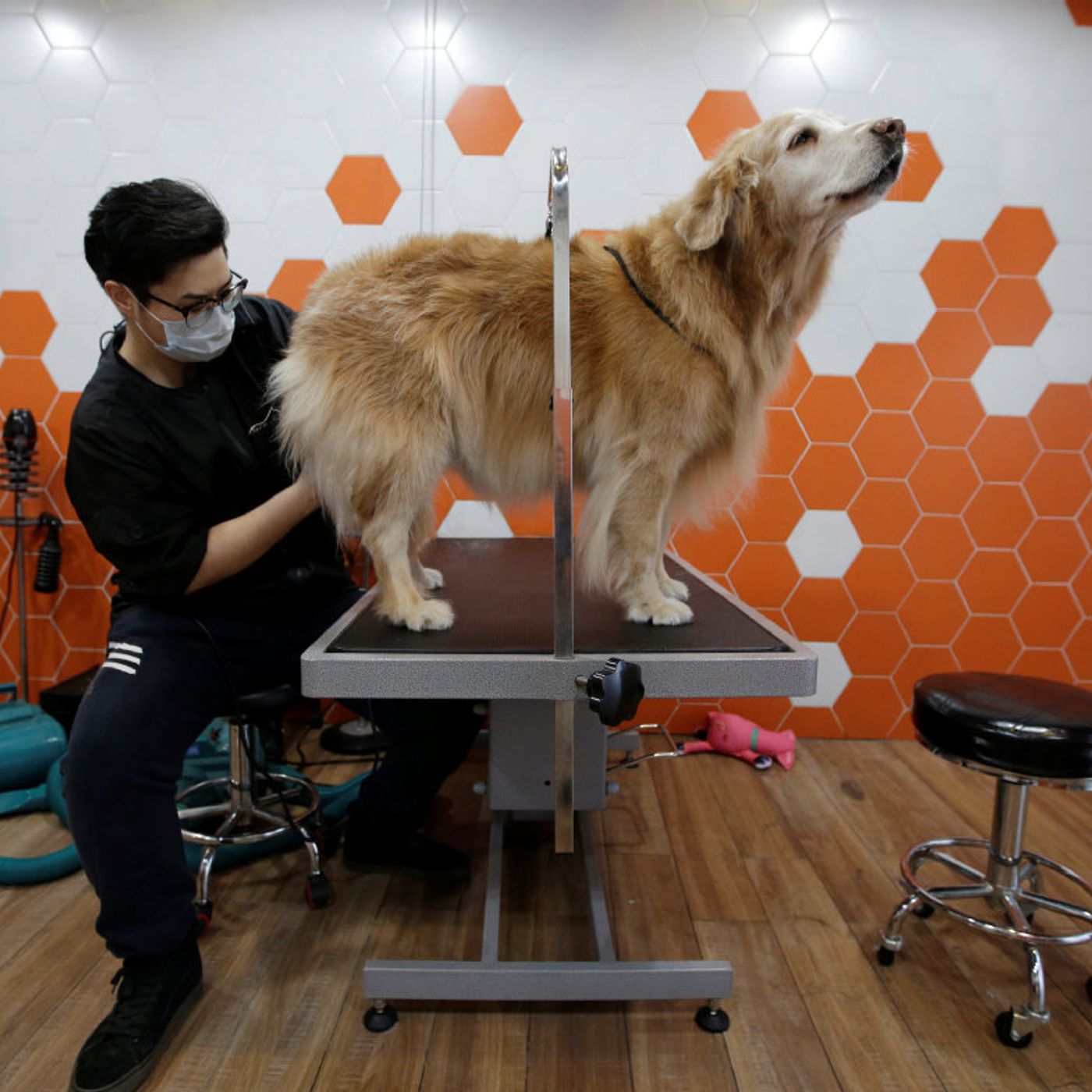 Pet economy, radiografia di un business in continua ascesa | Il cane istruito | Futurità episode artwork